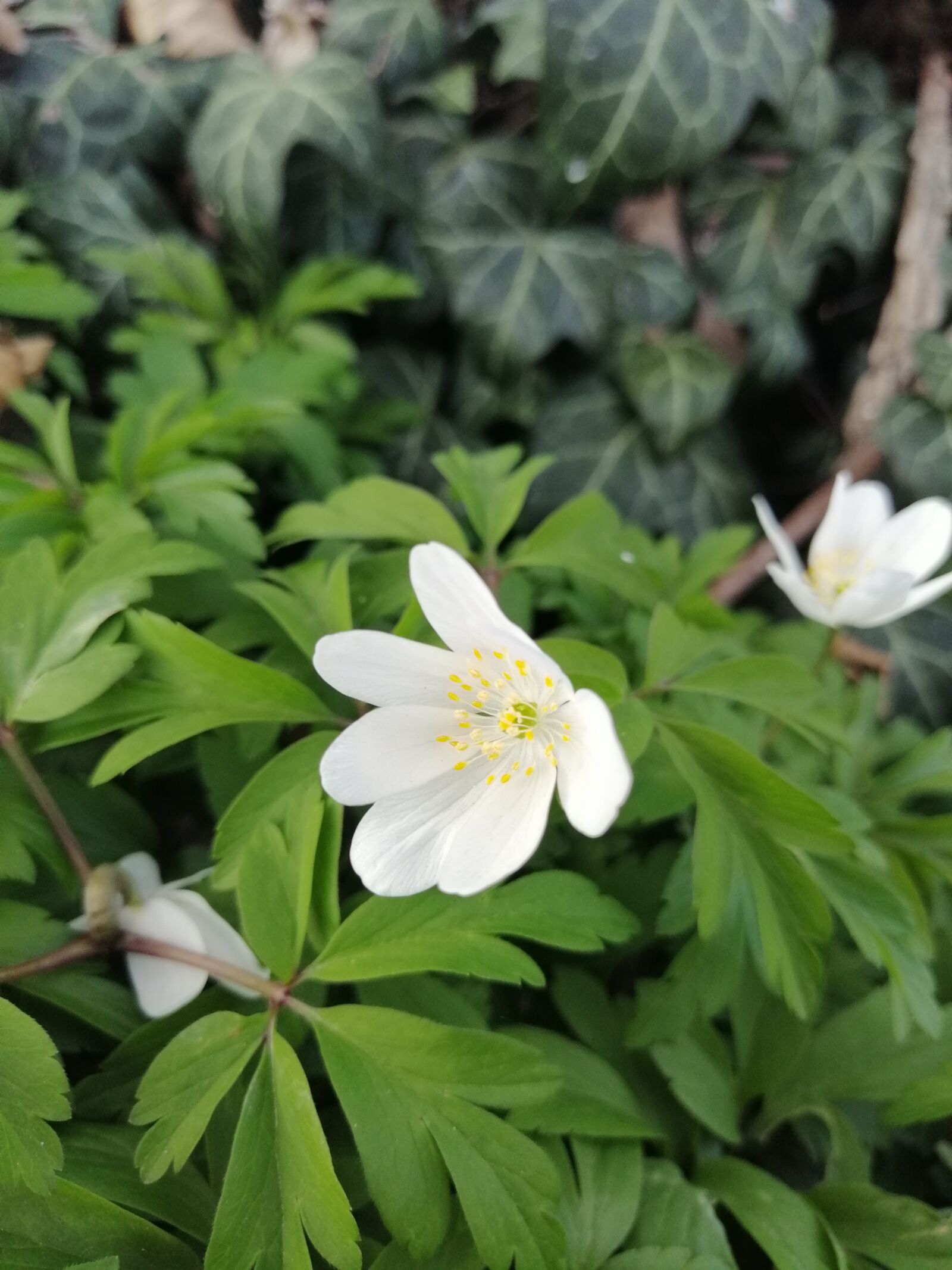 HUAWEI SNE-LX1 sample photo. Flower, leafs, ivy photography