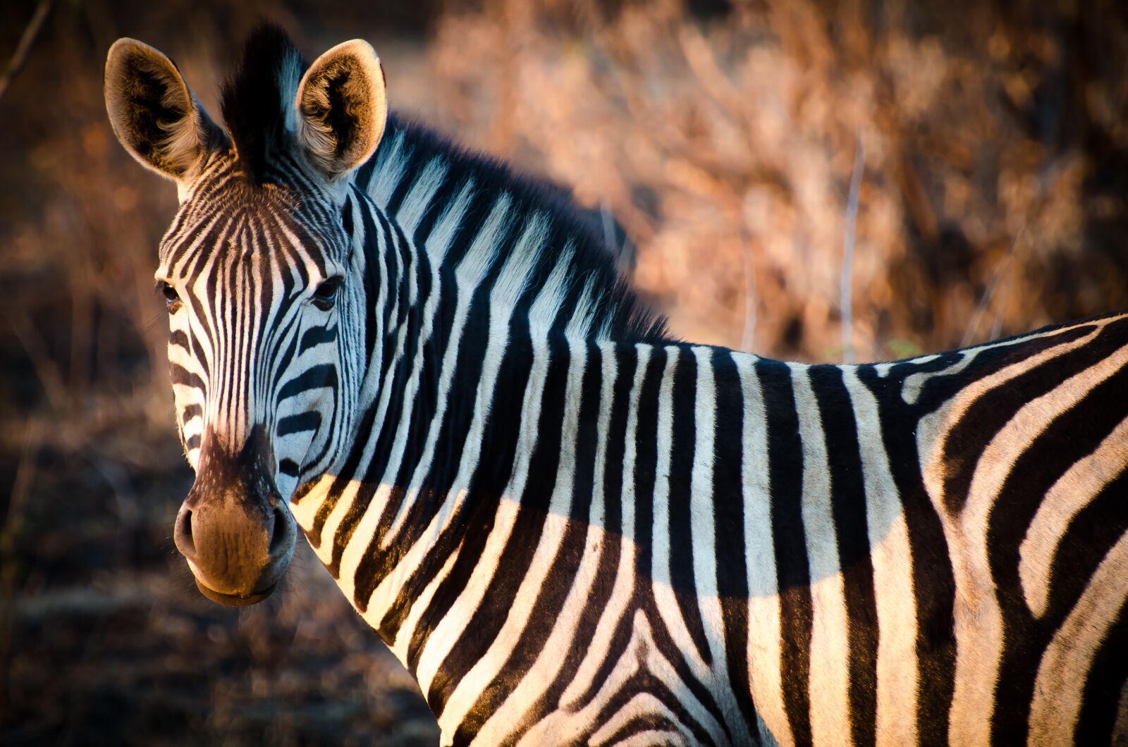 Nikon D7000 sample photo. Zebra, africa, wildlife photography