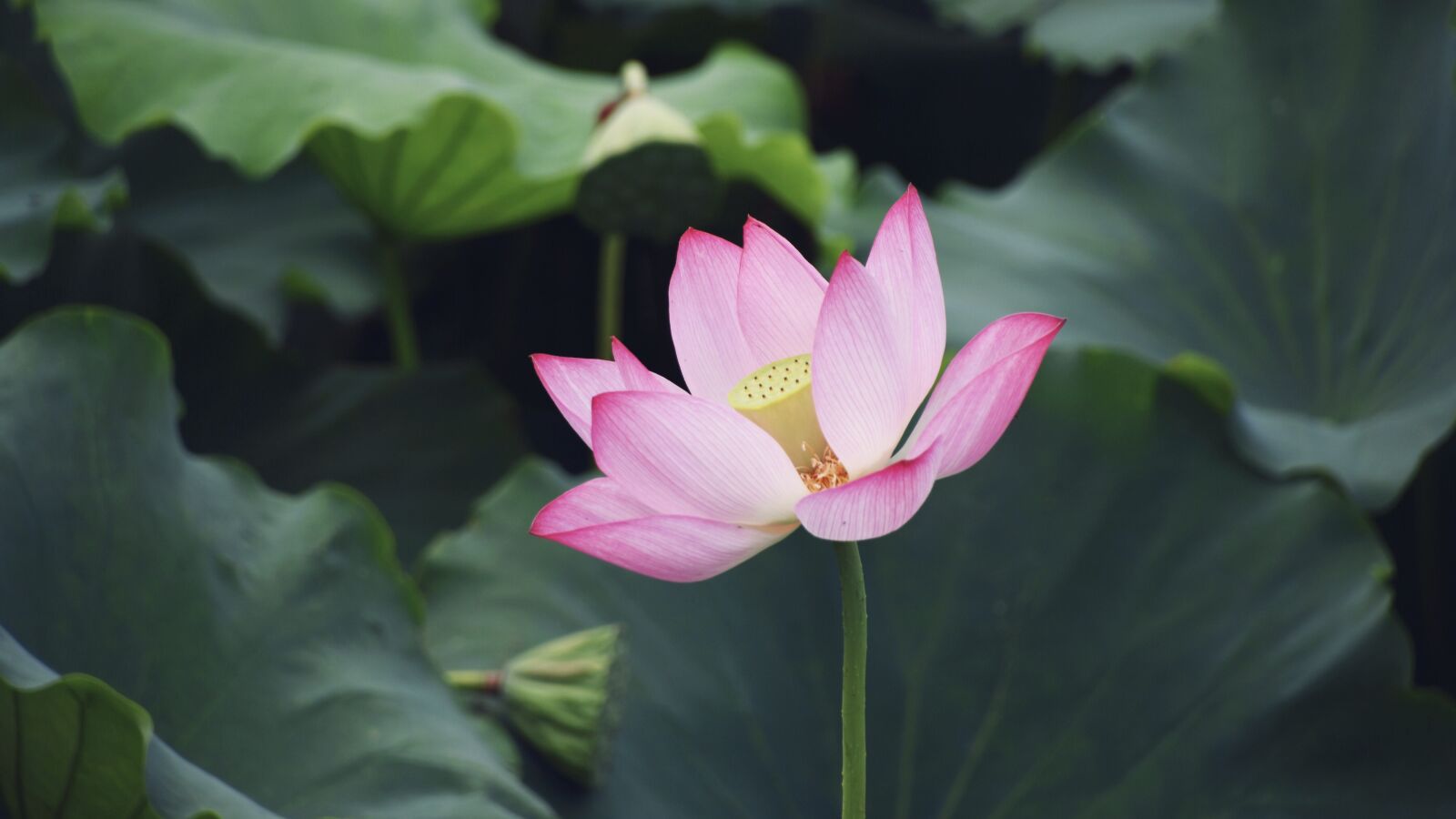 Nikon D7200 sample photo. Flower, flowering, leaf photography