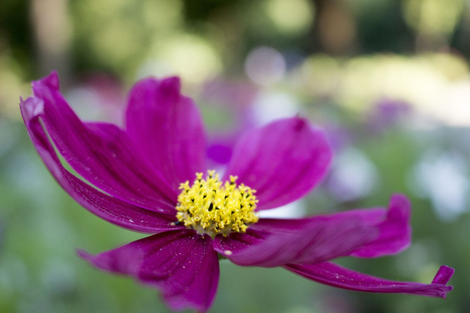 Canon EOS 700D (EOS Rebel T5i / EOS Kiss X7i) sample photo. Flower, blurry background, summer photography