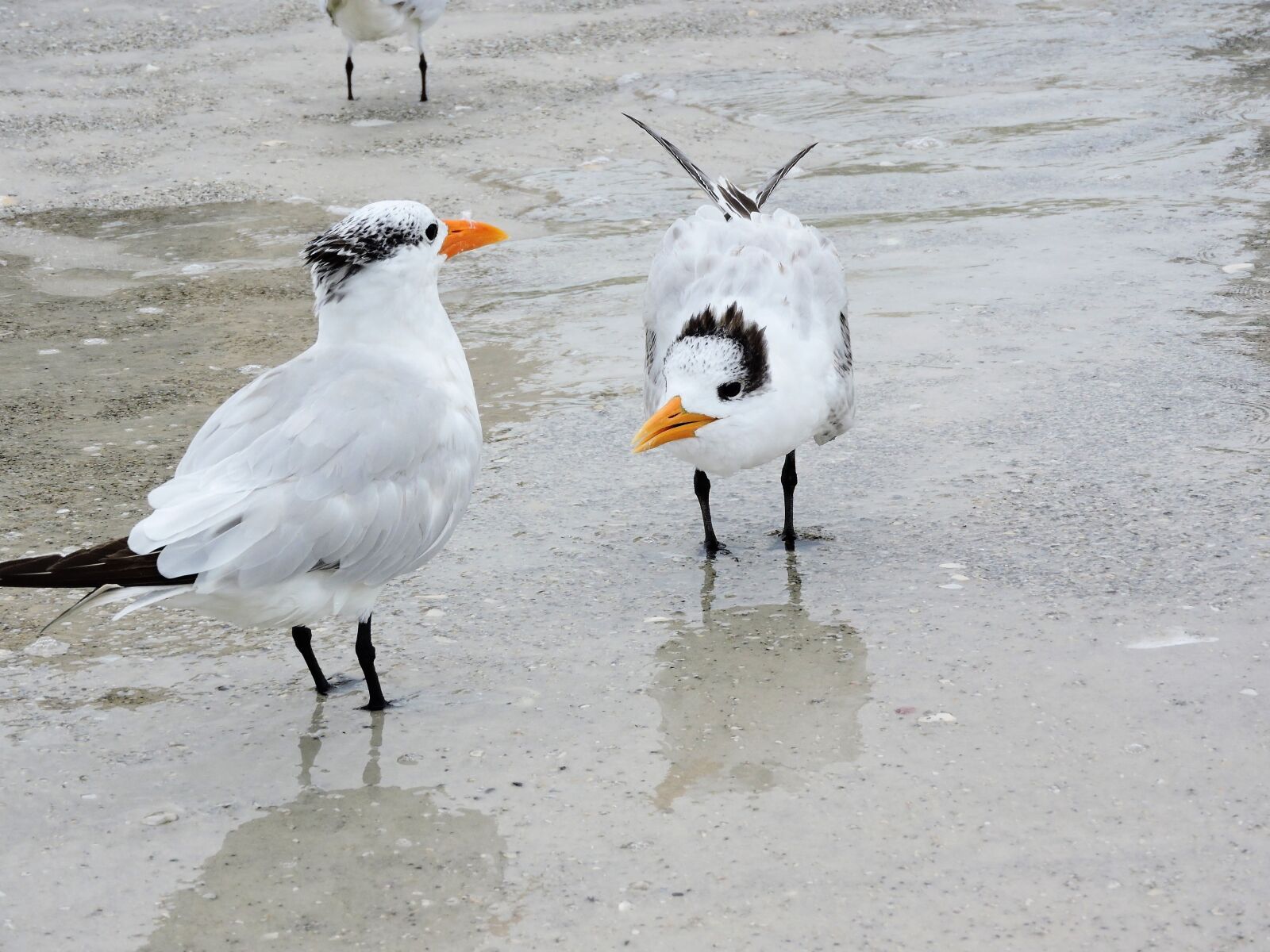Nikon Coolpix P600 sample photo. Coastal, birds terns, beach photography