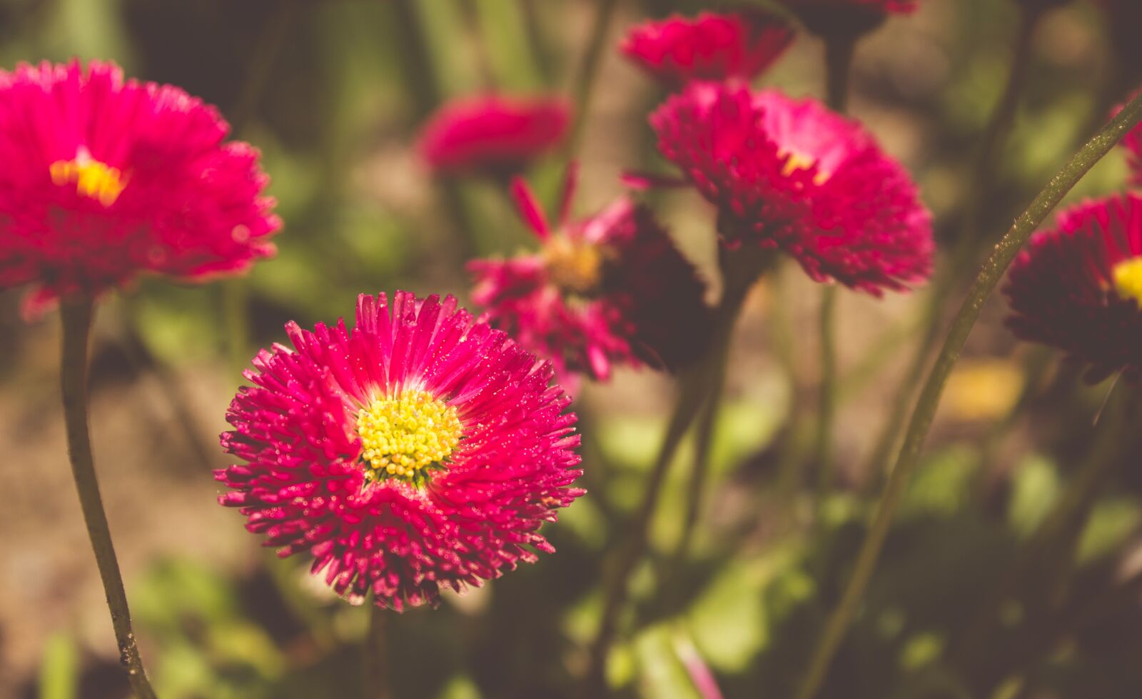 Canon EOS 600D (Rebel EOS T3i / EOS Kiss X5) sample photo. Blossom, bloom, flower photography