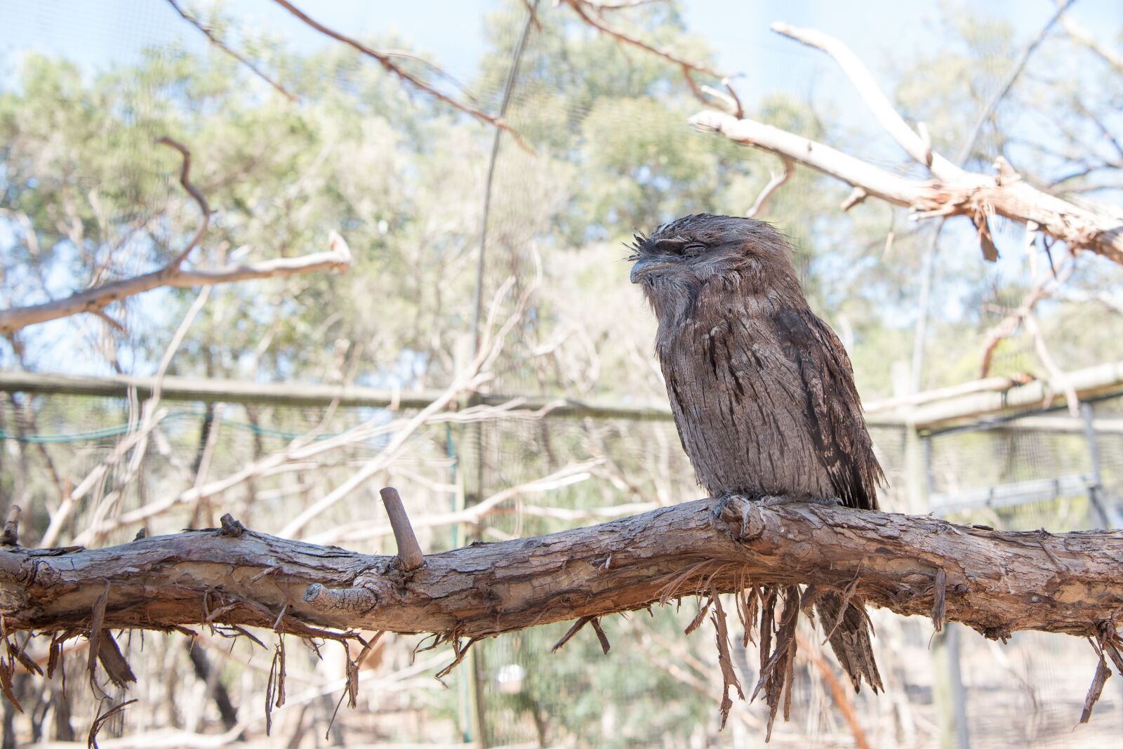 Nikon D750 sample photo. Tawny frogmouth, nature, wildlife photography
