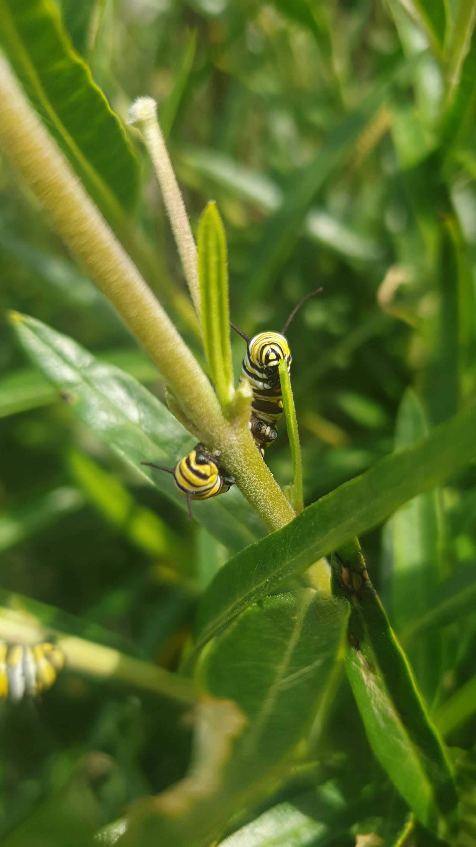 Samsung Galaxy S9 sample photo. Monarch, butterfly, caterpillar photography