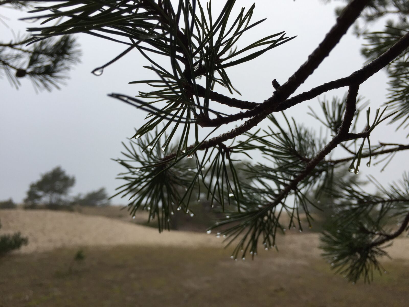 Apple iPhone 6 sample photo. Pine, branch, conifers photography