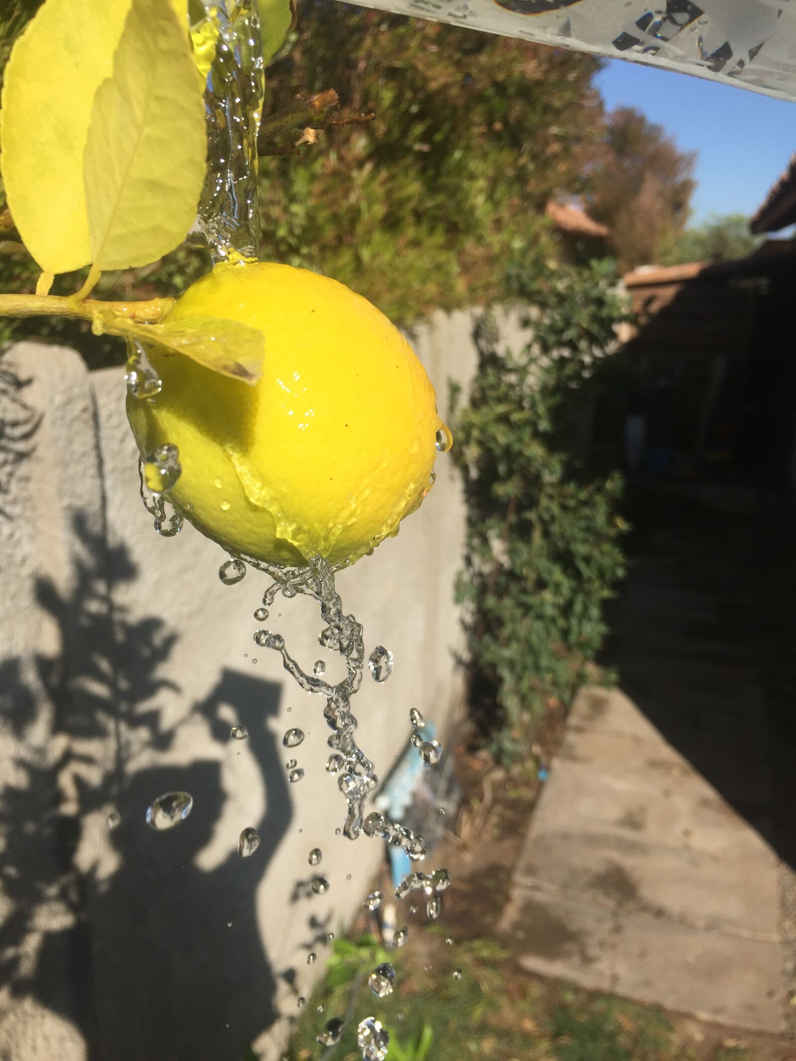 iPhone 6 back camera 4.15mm f/2.2 sample photo. Lemon, healthy, food photography