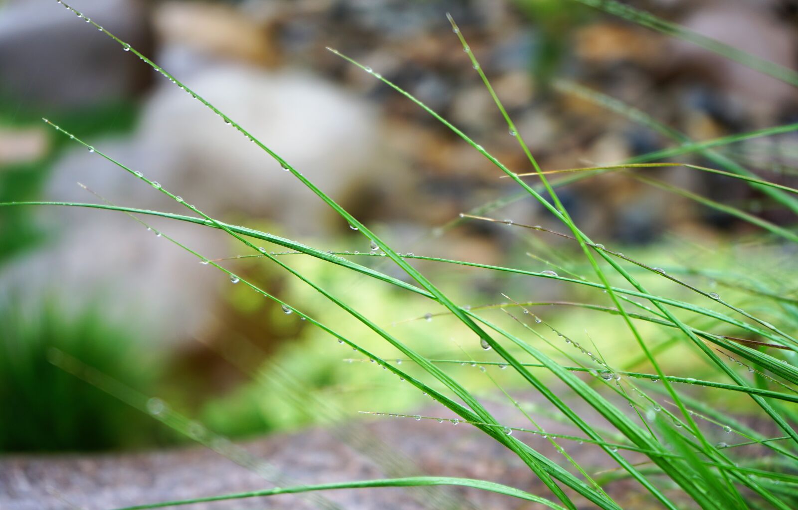 Sony a7 II + Sony FE 28-70mm F3.5-5.6 OSS sample photo. Grass, nature, green photography