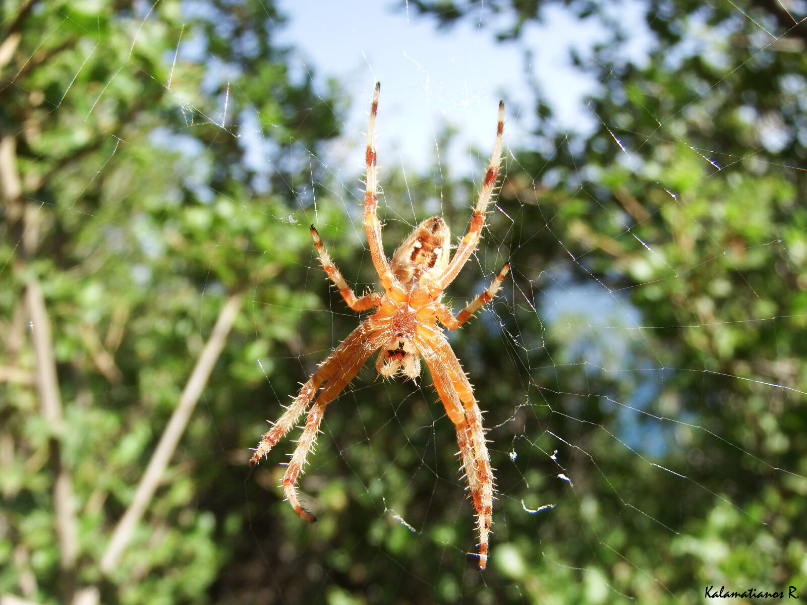 Fujifilm FinePix S1 sample photo. Insect, macro, spider, web photography