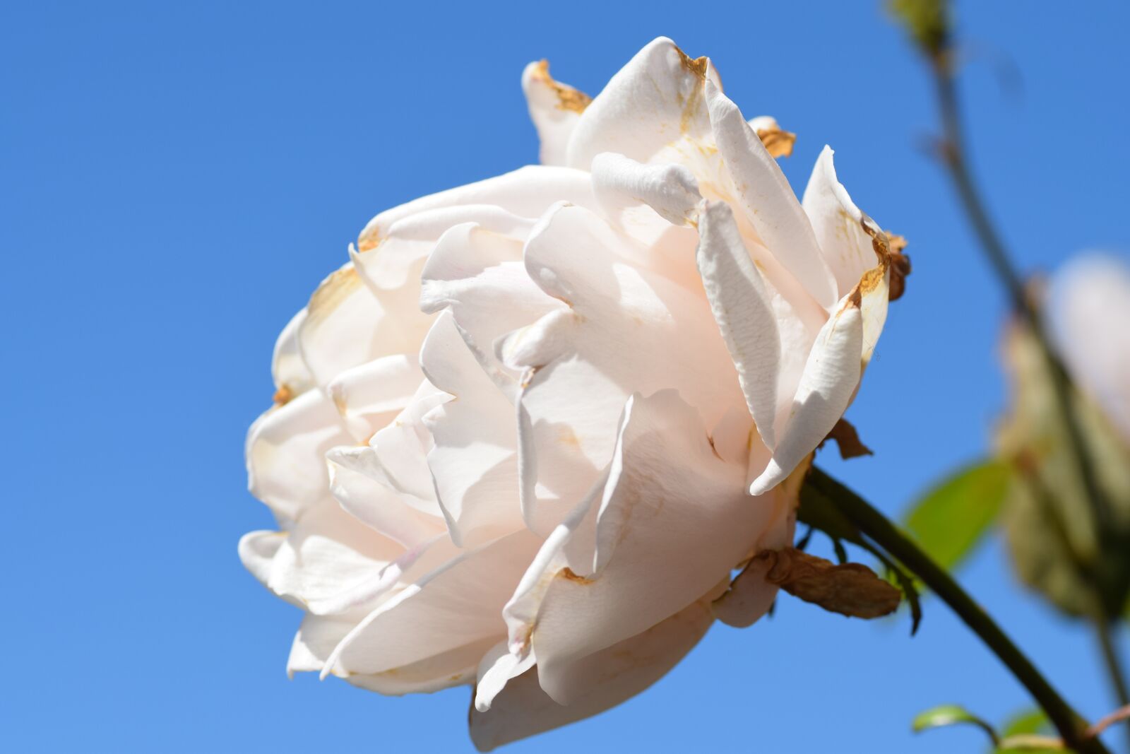 Nikon D5300 sample photo. Rose, white, flower photography