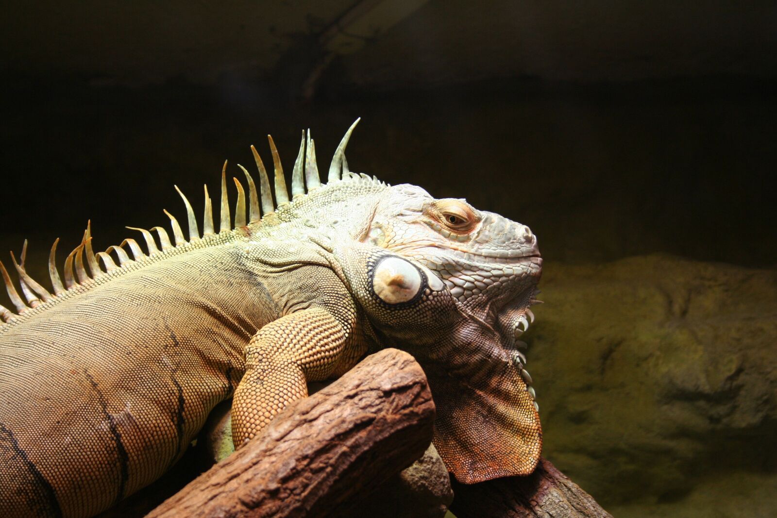 Canon EOS 350D (EOS Digital Rebel XT / EOS Kiss Digital N) sample photo. Terrarium, reptile, animal photography