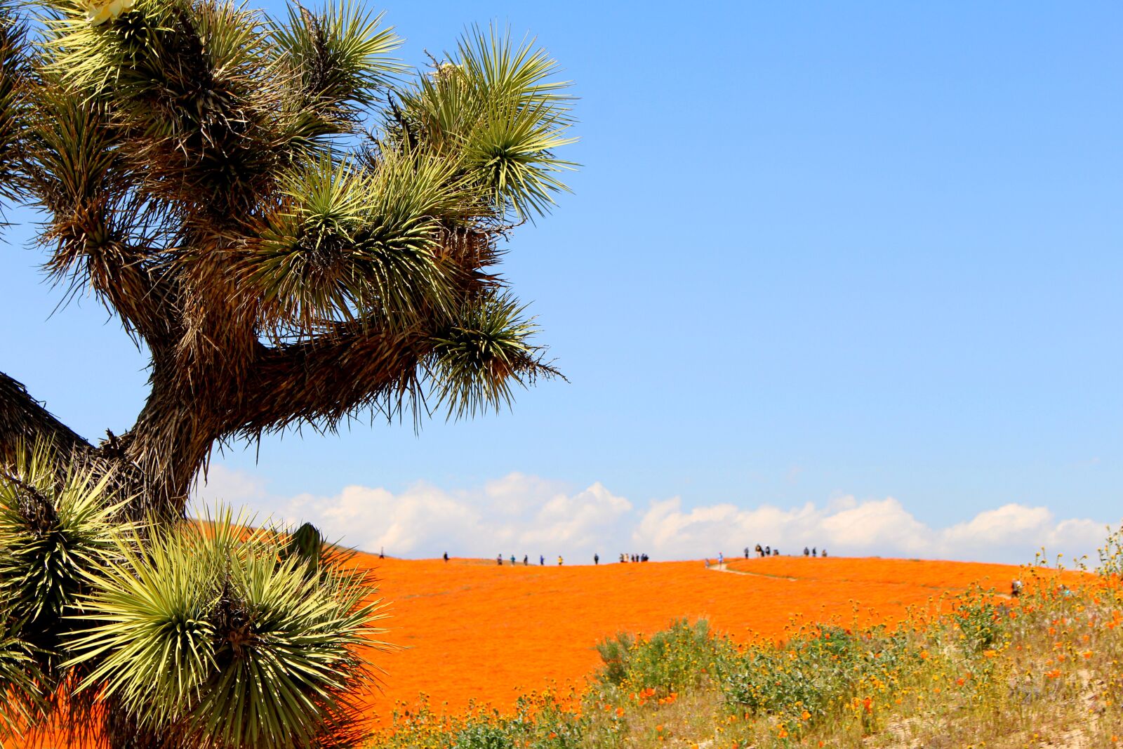 Canon EOS 700D (EOS Rebel T5i / EOS Kiss X7i) sample photo. Poppies, superbloom, desert photography