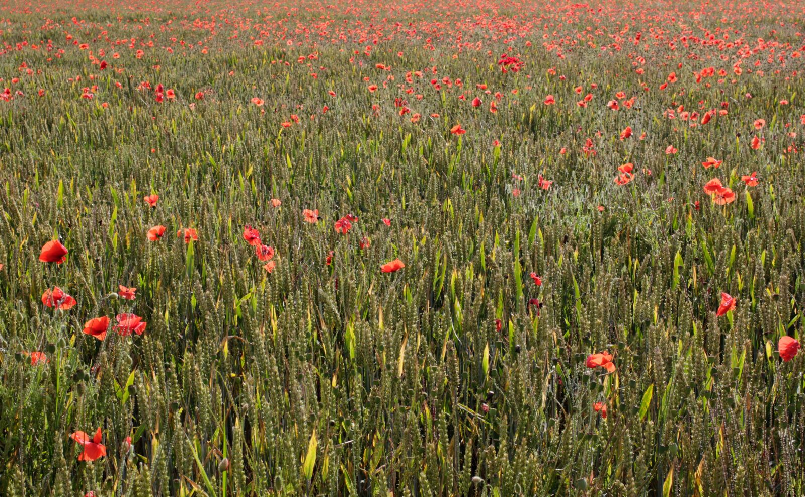 Canon EOS 550D (EOS Rebel T2i / EOS Kiss X4) sample photo. Poppies, poppy, red photography