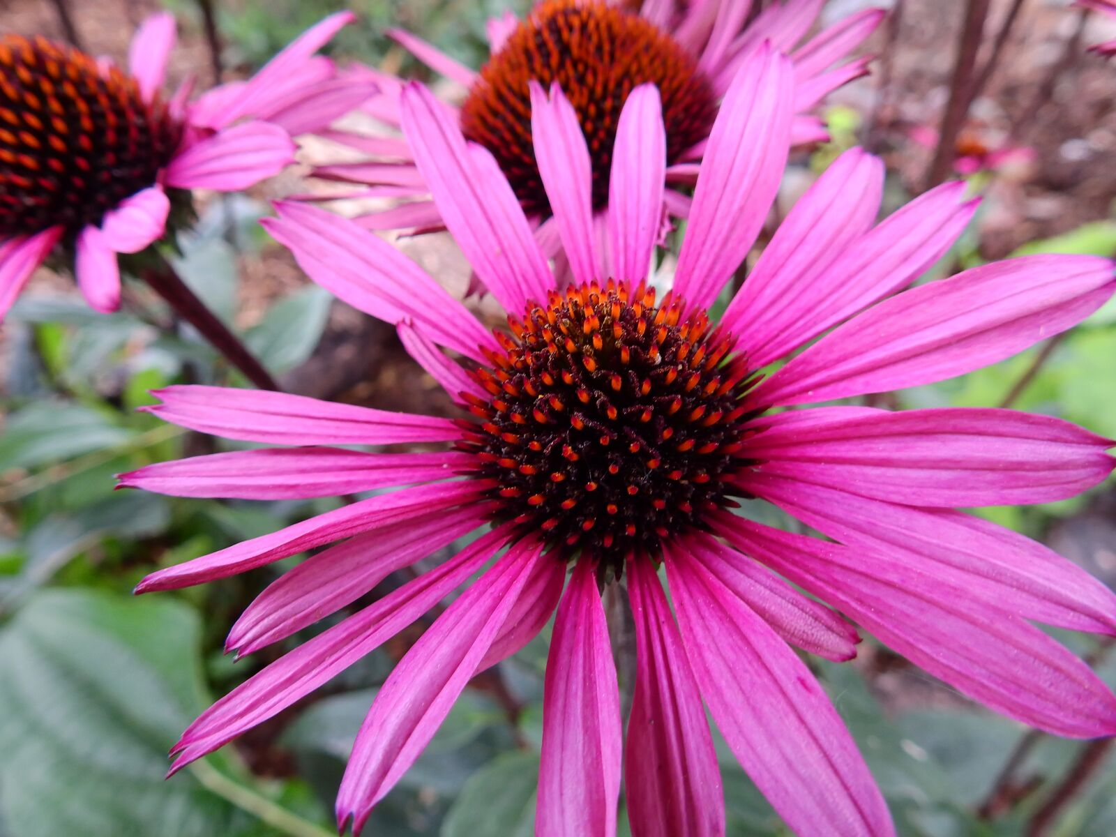 Nikon Coolpix P900 sample photo. Flowers, blossom, bloom photography