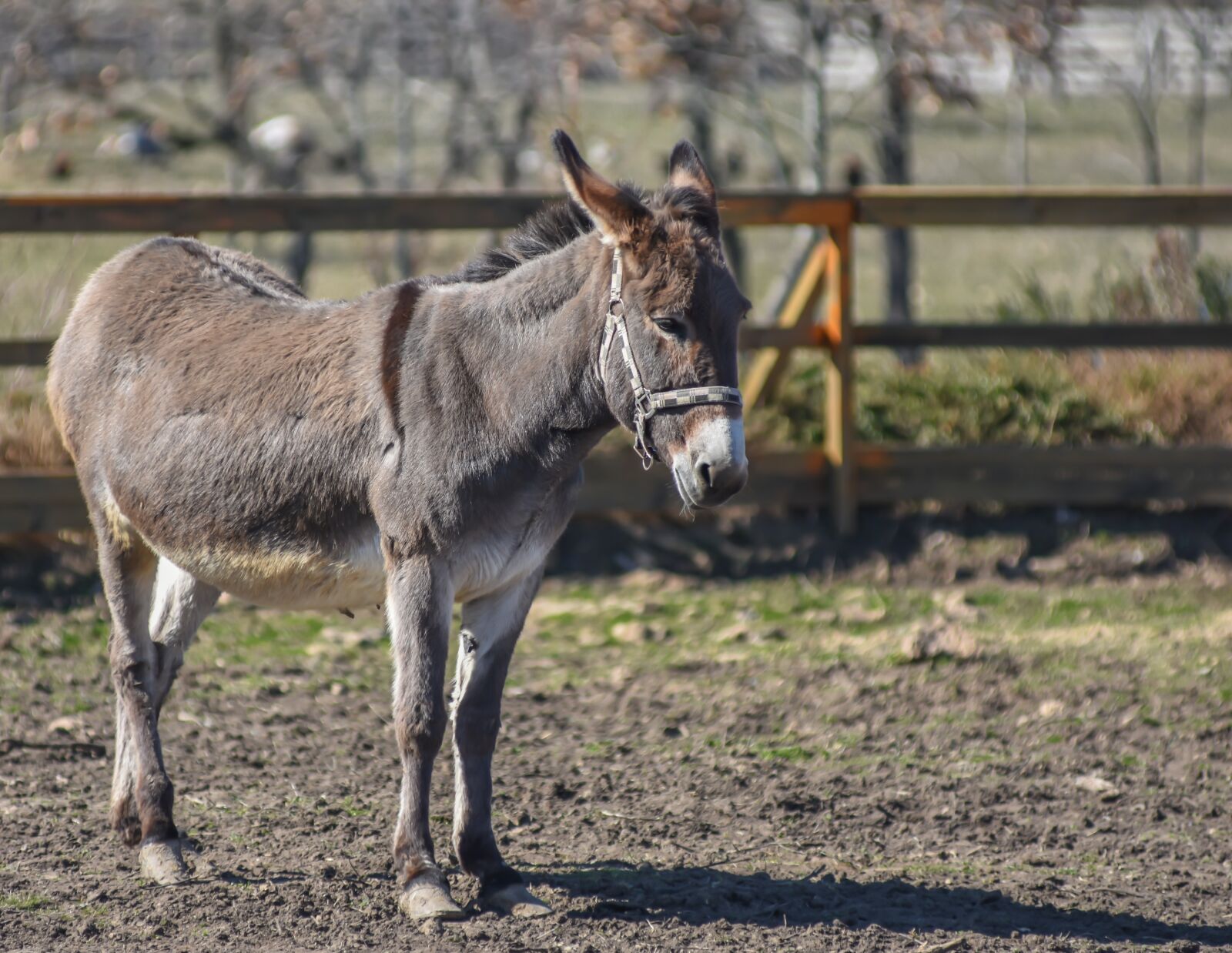 Nikon D7200 sample photo. Dunkey in farm, farm photography