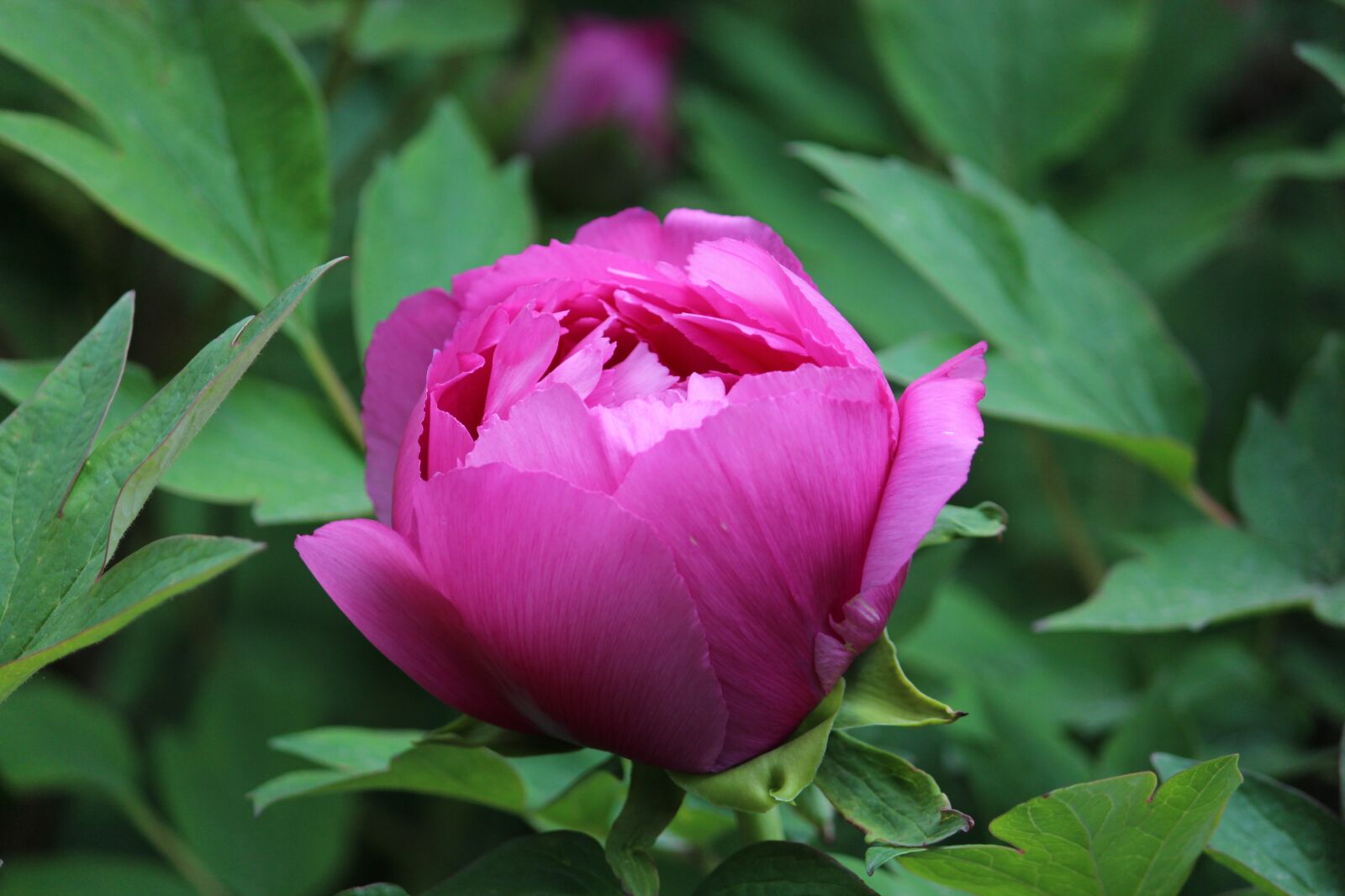 Canon EOS 700D (EOS Rebel T5i / EOS Kiss X7i) sample photo. Flower, nature, blossom photography