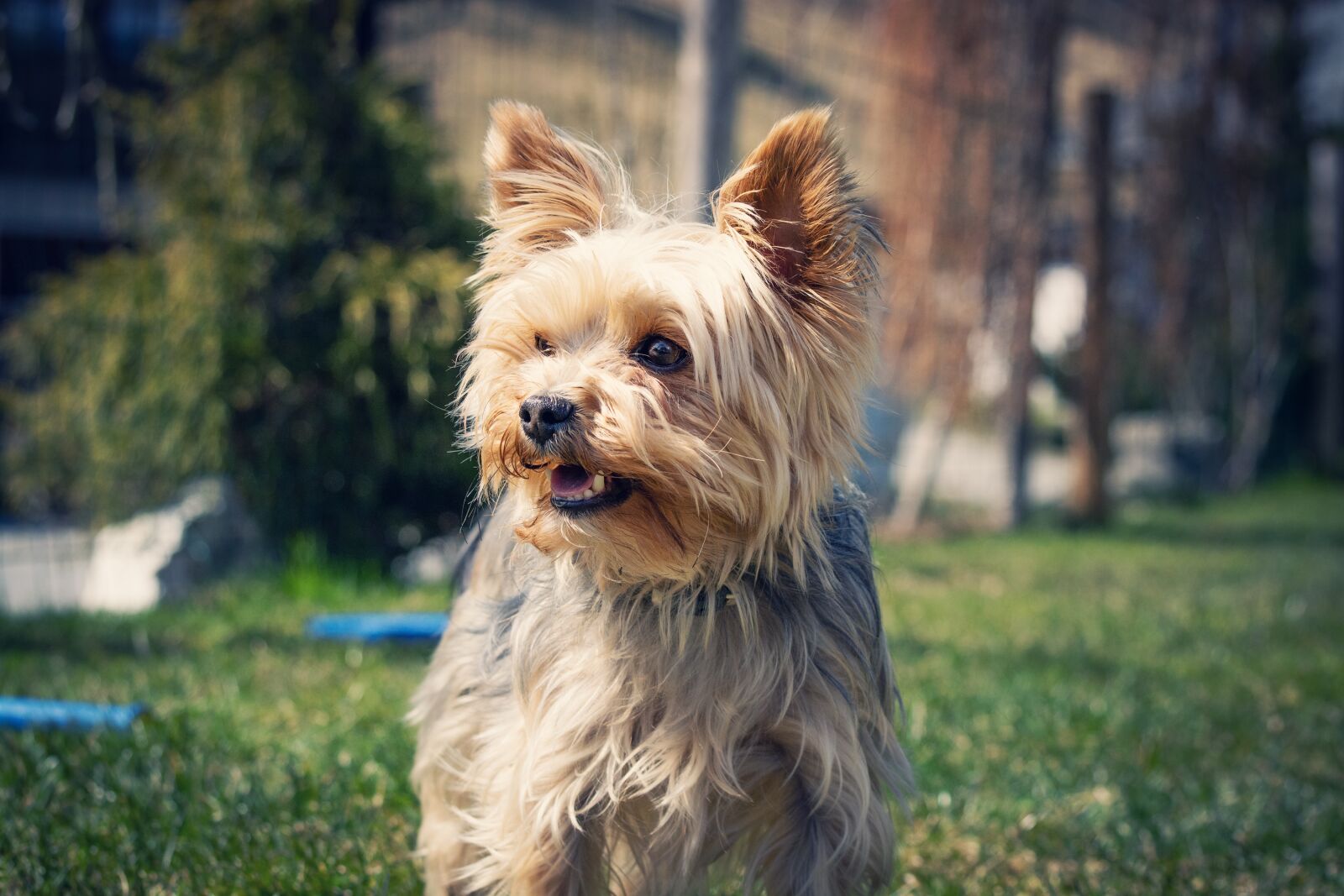Nikon D7100 sample photo. Yorkie, yorkshire terrier, dog photography