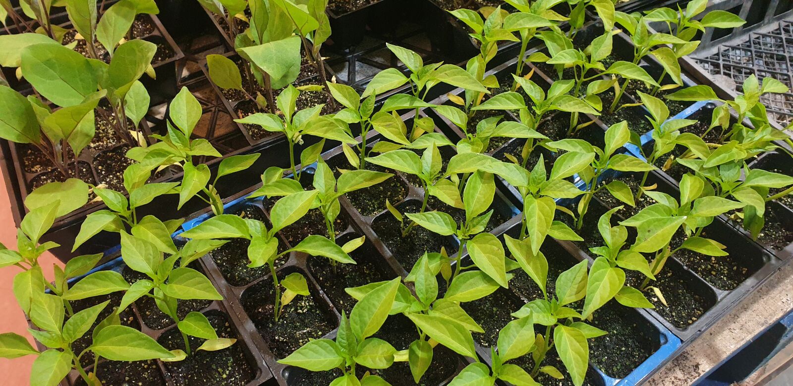 Samsung Galaxy Note9 sample photo. Bud, seedlings, green photography