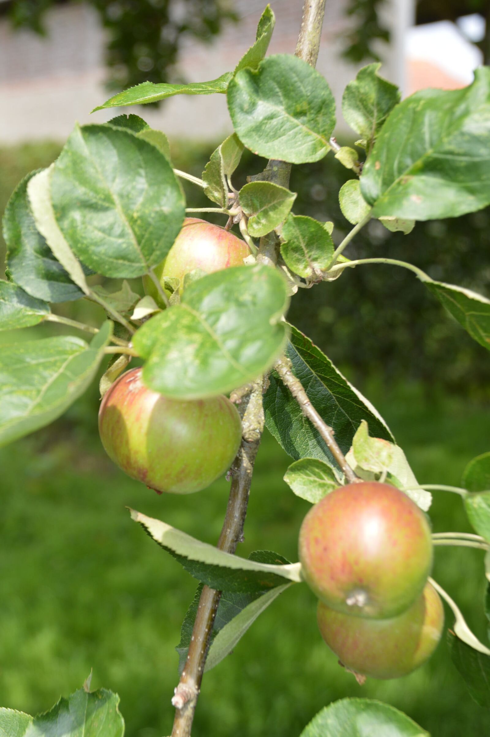 Nikon D3200 sample photo. Apples, tree, garden photography