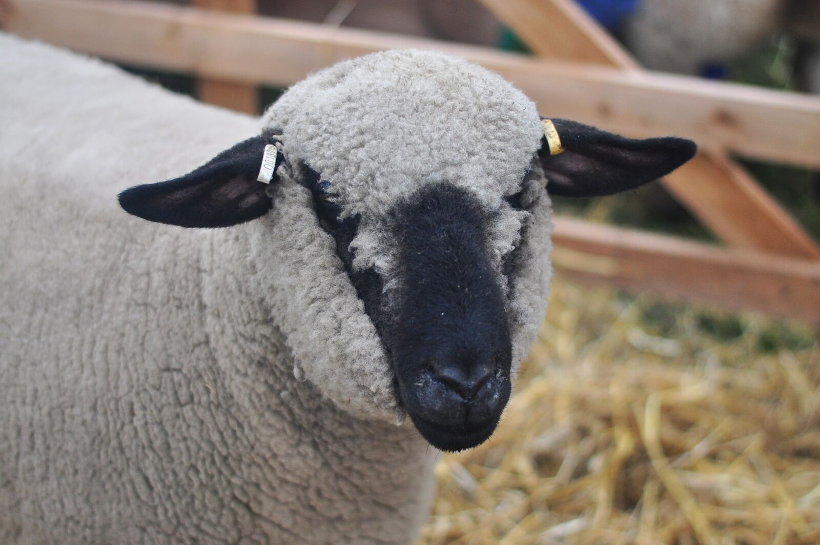 Nikon D90 sample photo. Sheep, wool, farm photography