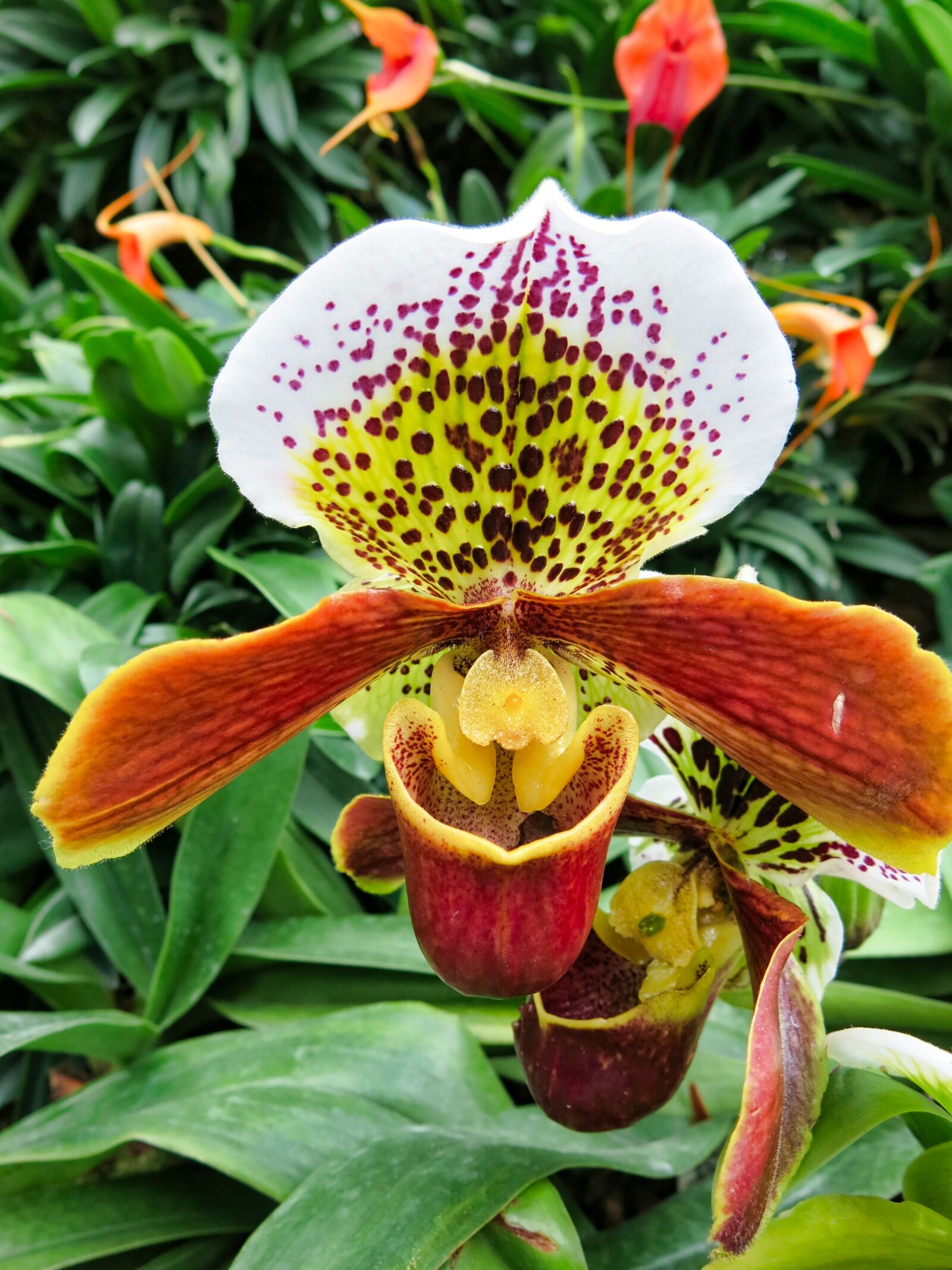 Canon PowerShot G15 sample photo. Orchid, nature, plant photography