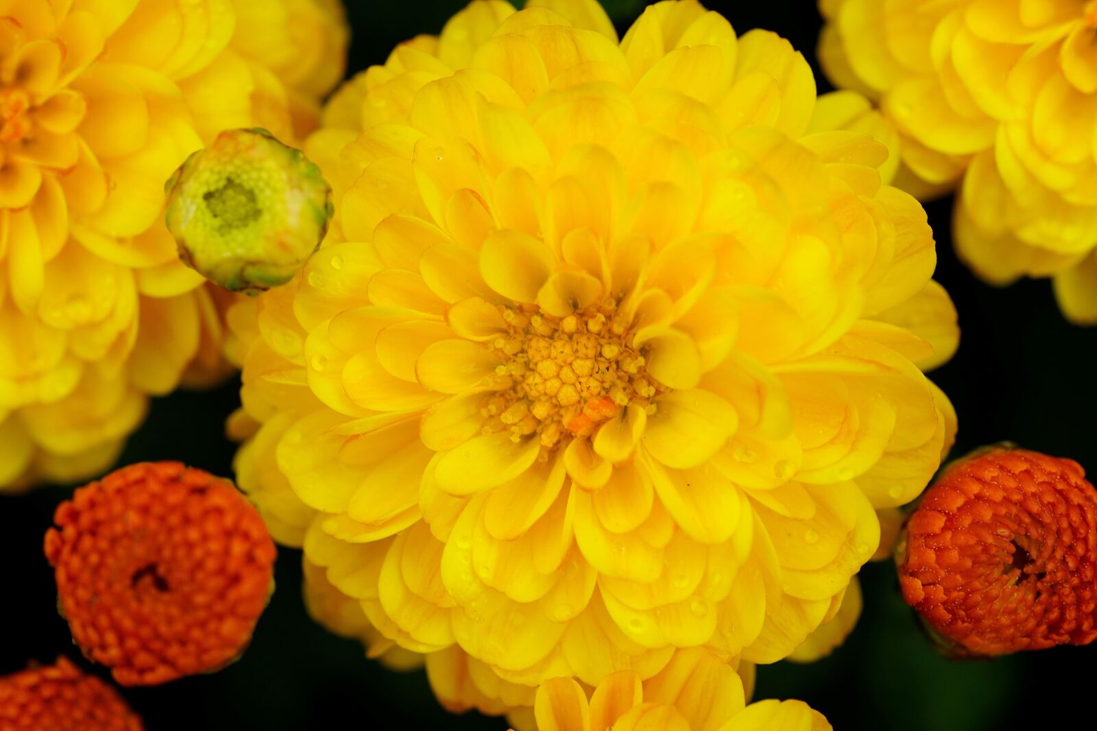 Sony FE 90mm F2.8 Macro G OSS sample photo. Romance, rose, love photography