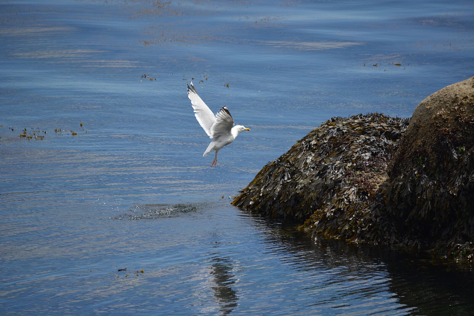 Nikon D5200 sample photo. Gull, bird, fauna photography
