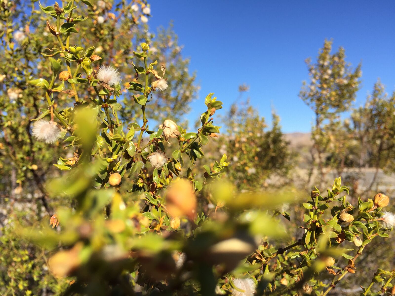iPhone 6 back camera 4.15mm f/2.2 sample photo