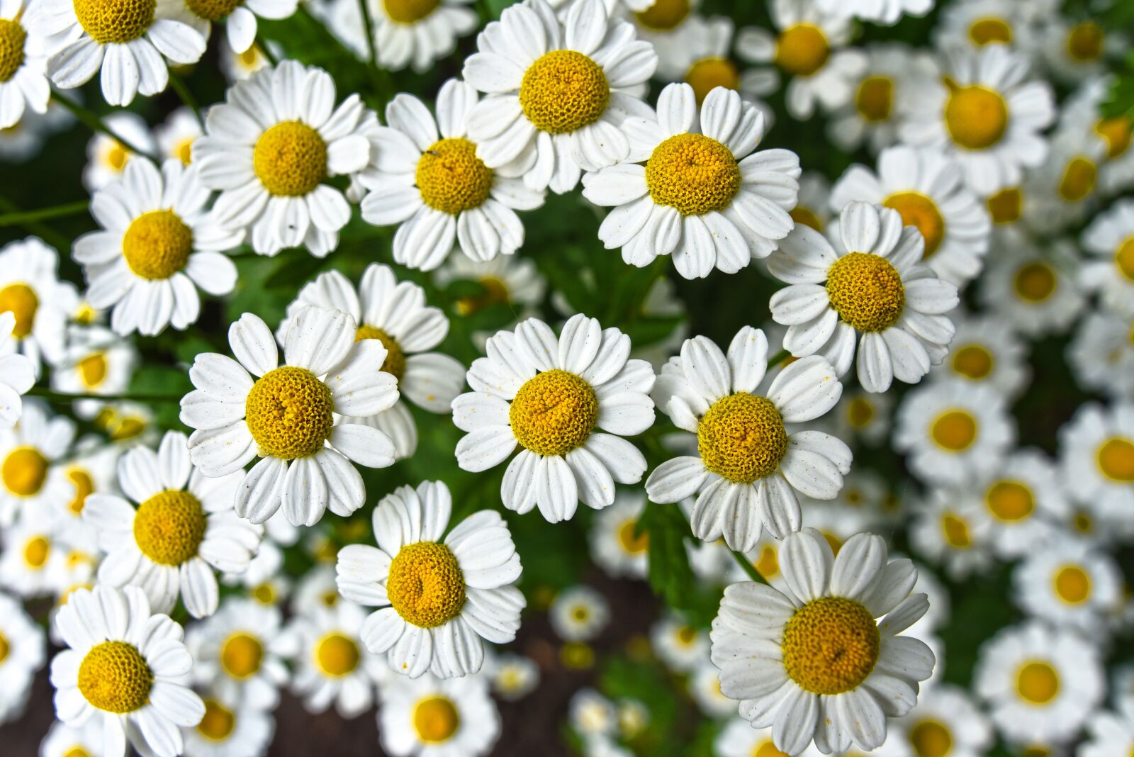 Nikon D750 sample photo. Chamomile, flower, plant photography