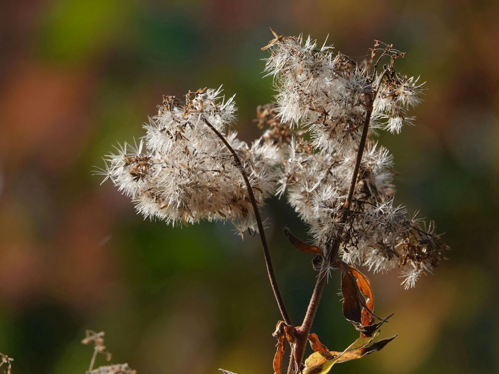 Sony Cyber-shot DSC-RX10 IV sample photo. Plant, close up, seeds photography