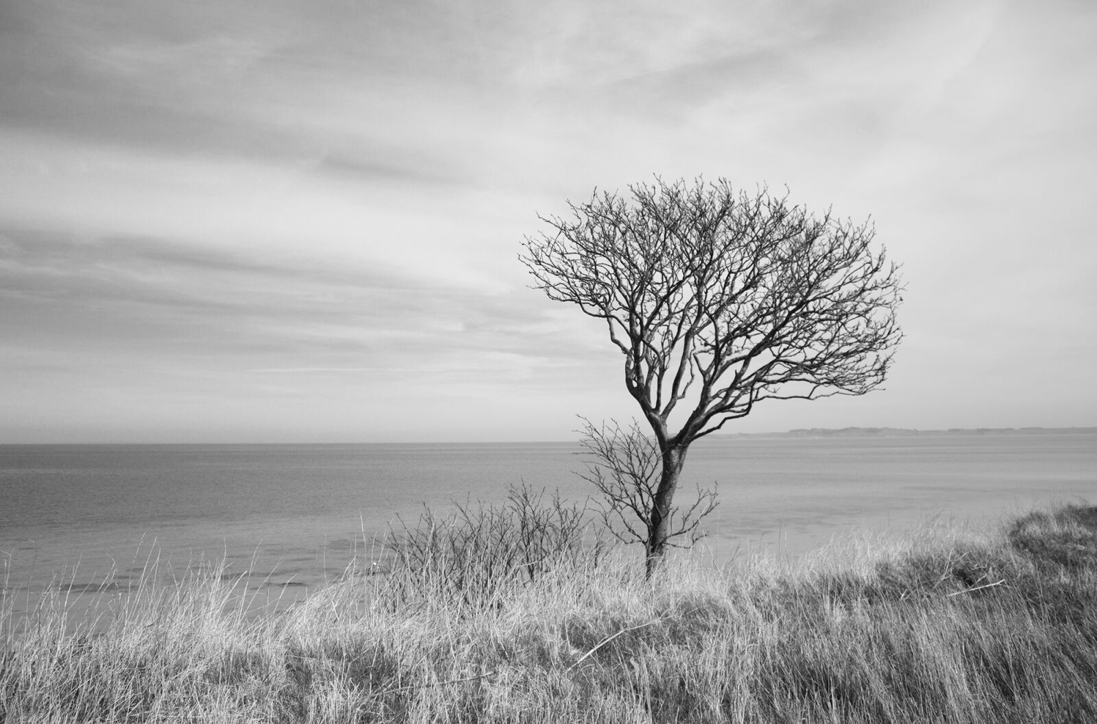 Canon EOS 1200D (EOS Rebel T5 / EOS Kiss X70 / EOS Hi) sample photo. Tree, ocean, wind photography
