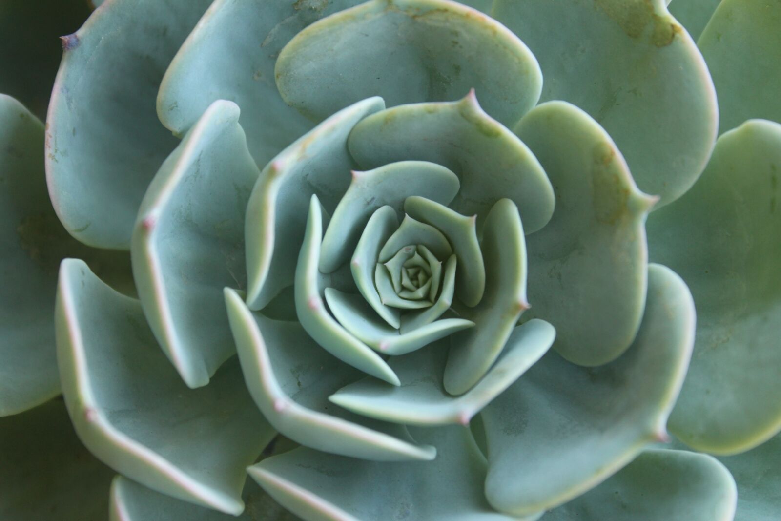 Canon EOS 500D (EOS Rebel T1i / EOS Kiss X3) sample photo. Succulent, plant, green photography
