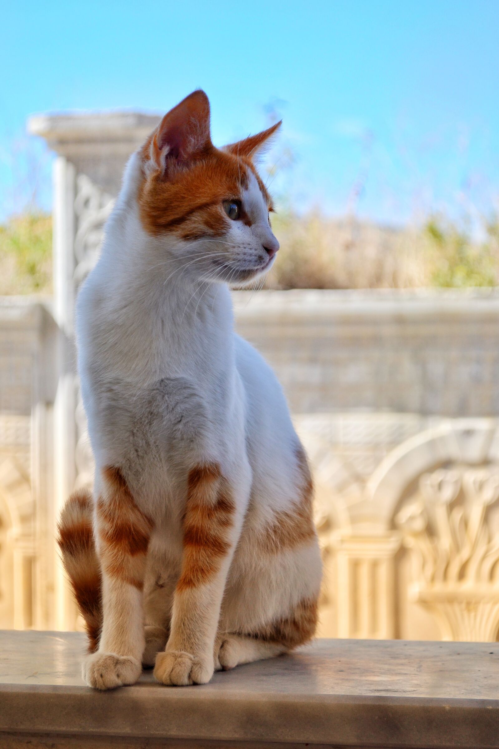 Nikon D3100 sample photo. Cat, animal, cat portrait photography
