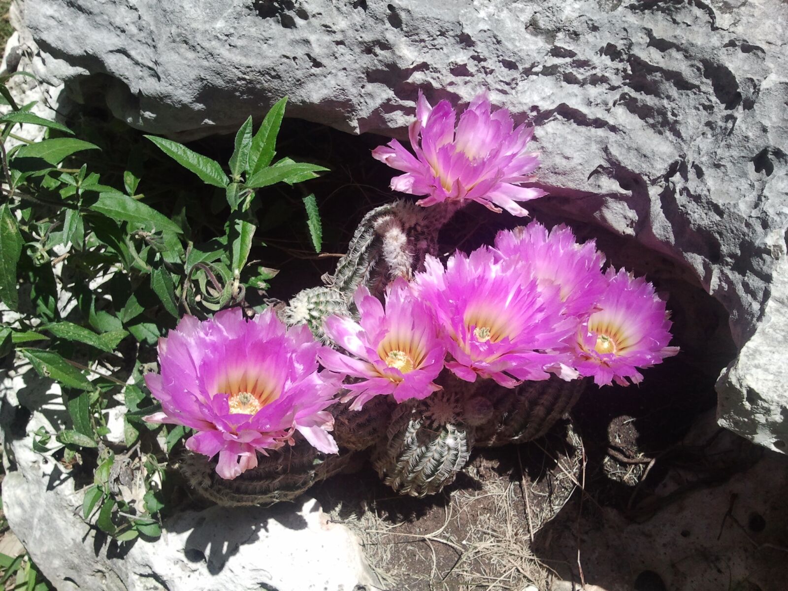 Samsung Galaxy S sample photo. Cactus, flower, plant photography