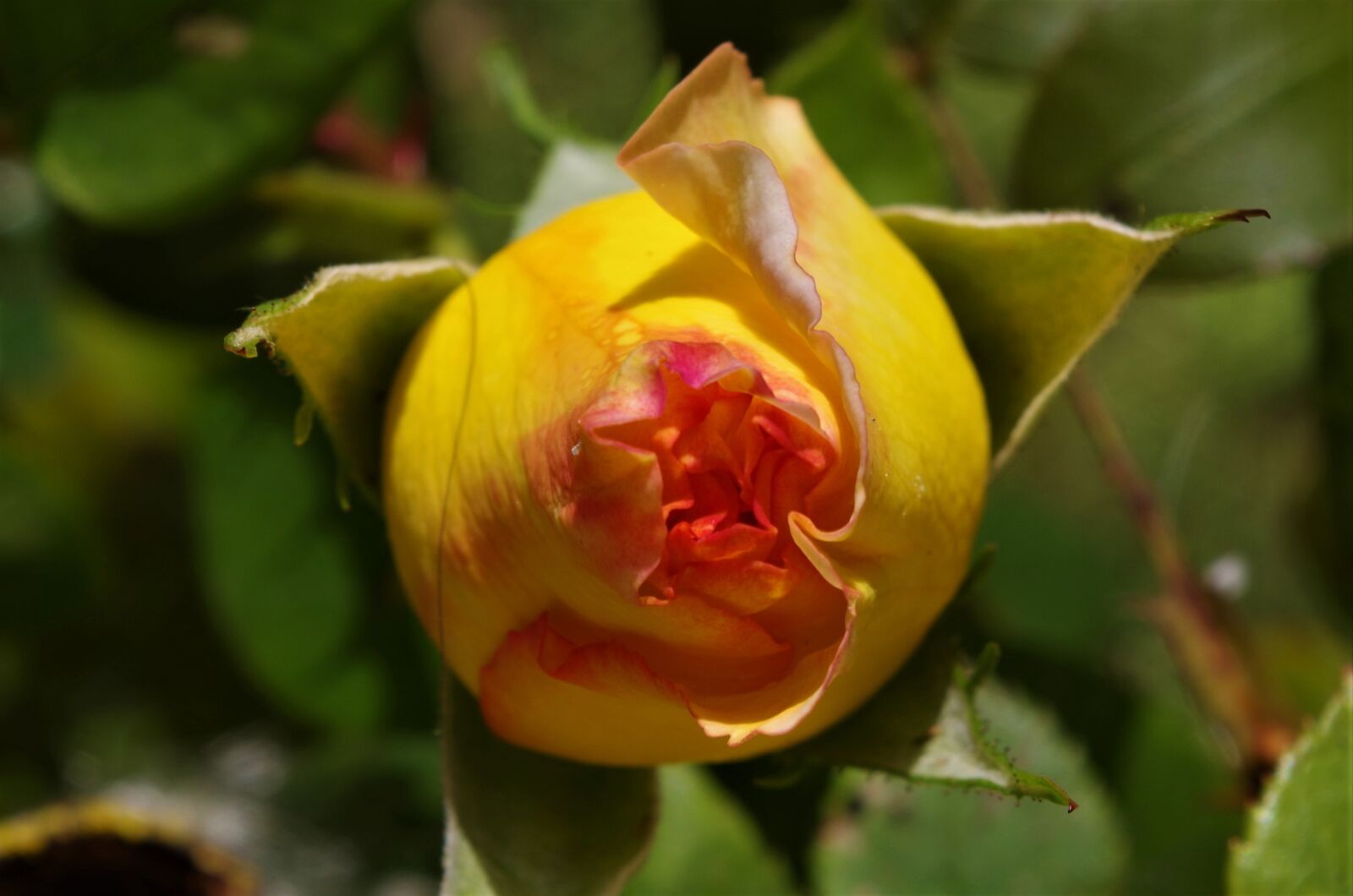 Pentax K-50 sample photo. Rosa, rose, rosebud photography