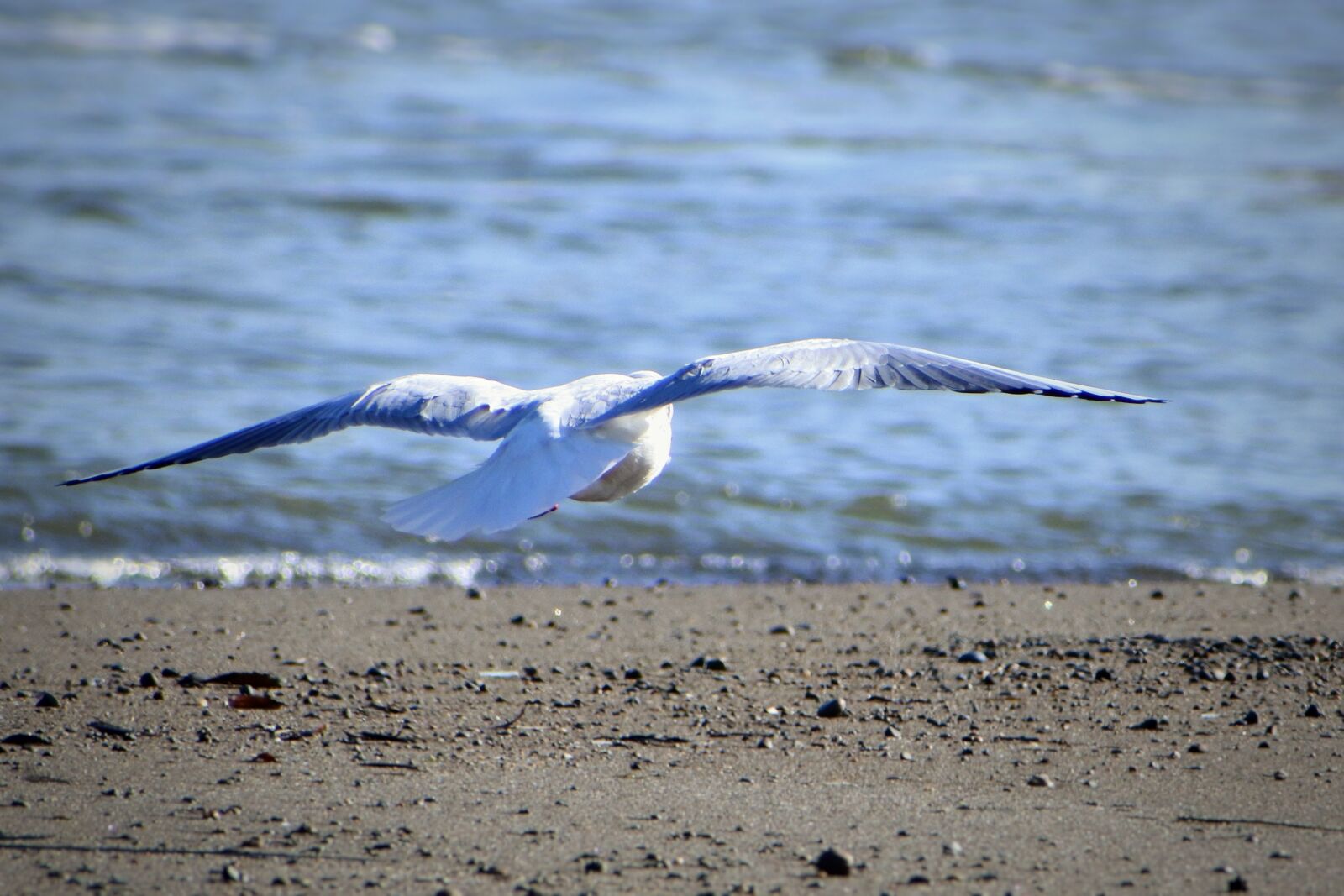 VR 70-300mm f/4.5-6.3G sample photo. Animal, river, sea photography
