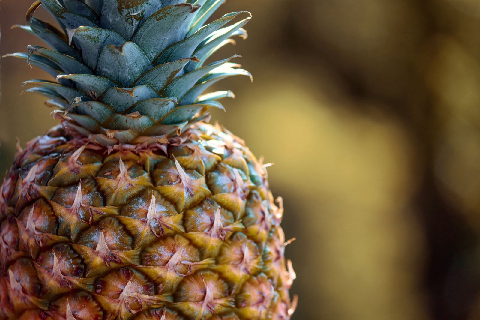 Canon EOS 200D (EOS Rebel SL2 / EOS Kiss X9) sample photo. Pineapple, tropical fruit, fruit photography