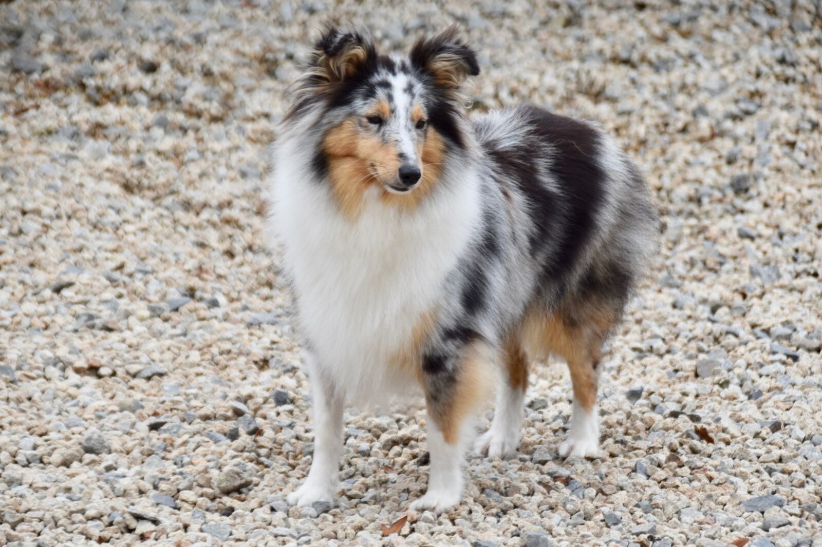 Nikon D5600 sample photo. Dog, bitch shetland sheepdog photography