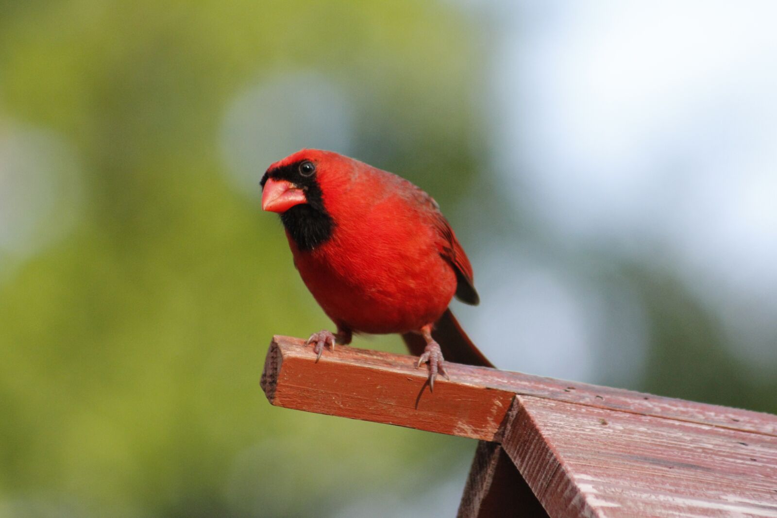 Canon EOS 550D (EOS Rebel T2i / EOS Kiss X4) sample photo. Bird, wildlife, nature photography
