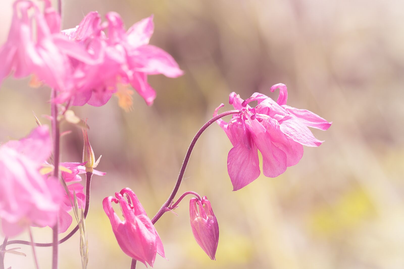 Nikon D7100 sample photo. Columbine, pink, tender photography