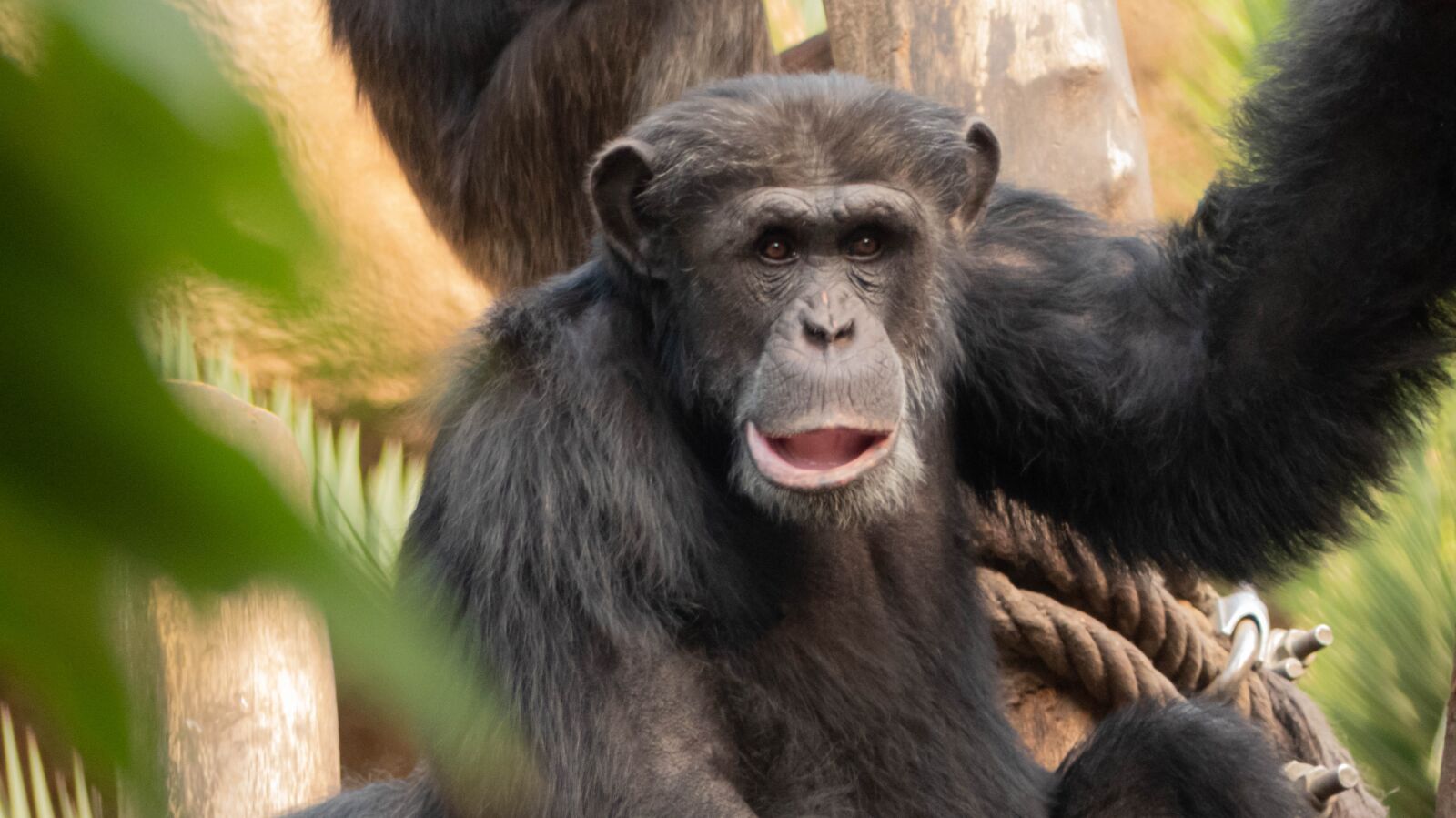 Panasonic Lumix DMC-FZ300 sample photo. Monkey, animal, chimpanzee photography