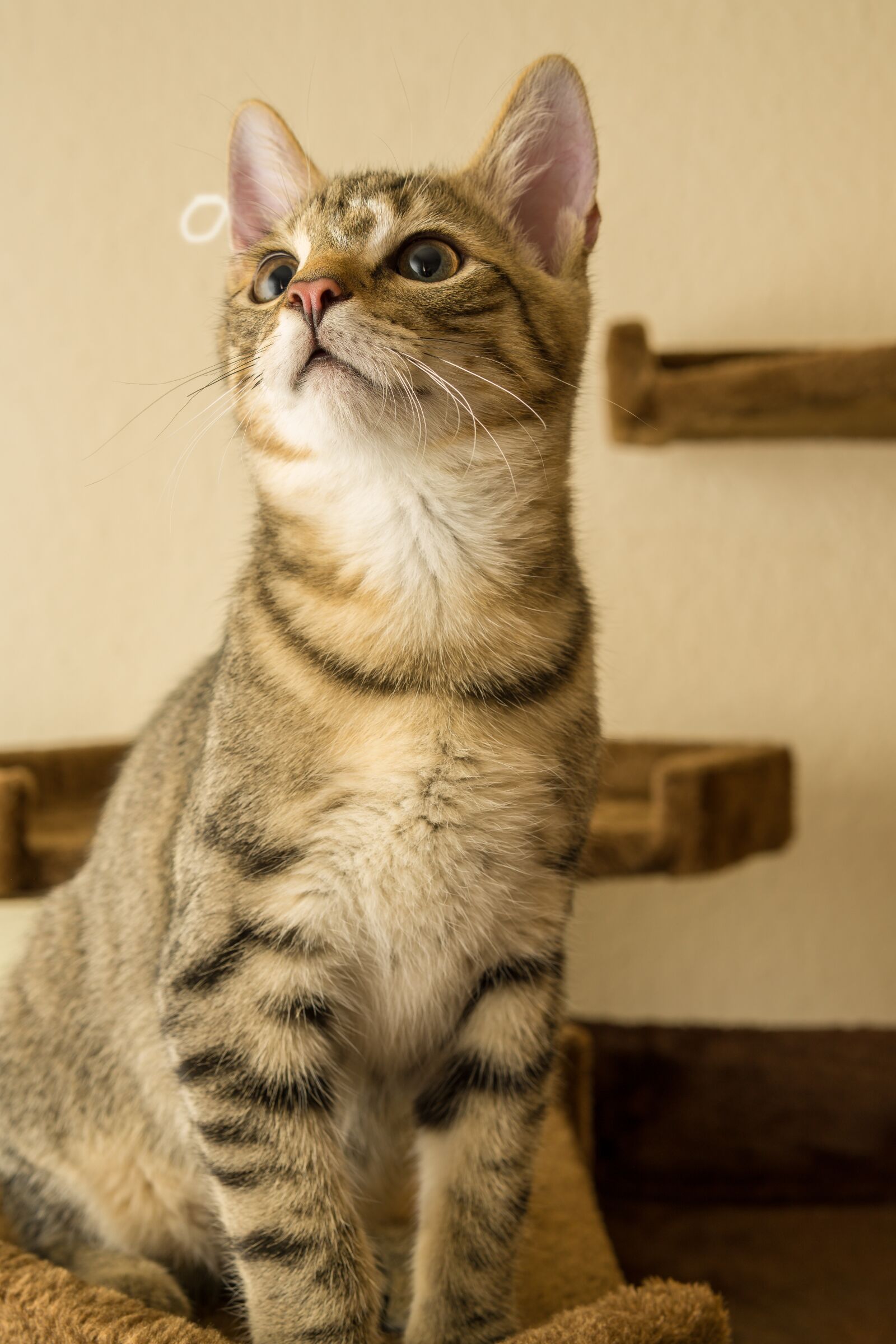 30mm F1.4 DC DN | Contemporary 016 sample photo. Cat, small, mackerel photography