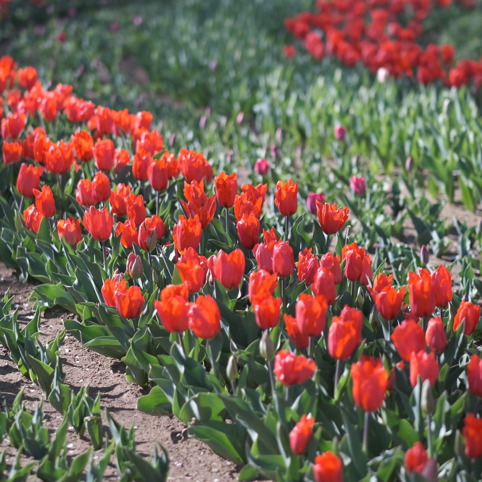Fujifilm XF 56mm F1.2 R APD sample photo. Flowers, tulip, red photography