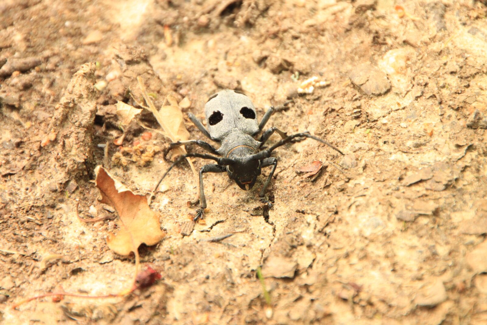 Canon EOS 500D (EOS Rebel T1i / EOS Kiss X3) sample photo. Beetle, black, bug photography