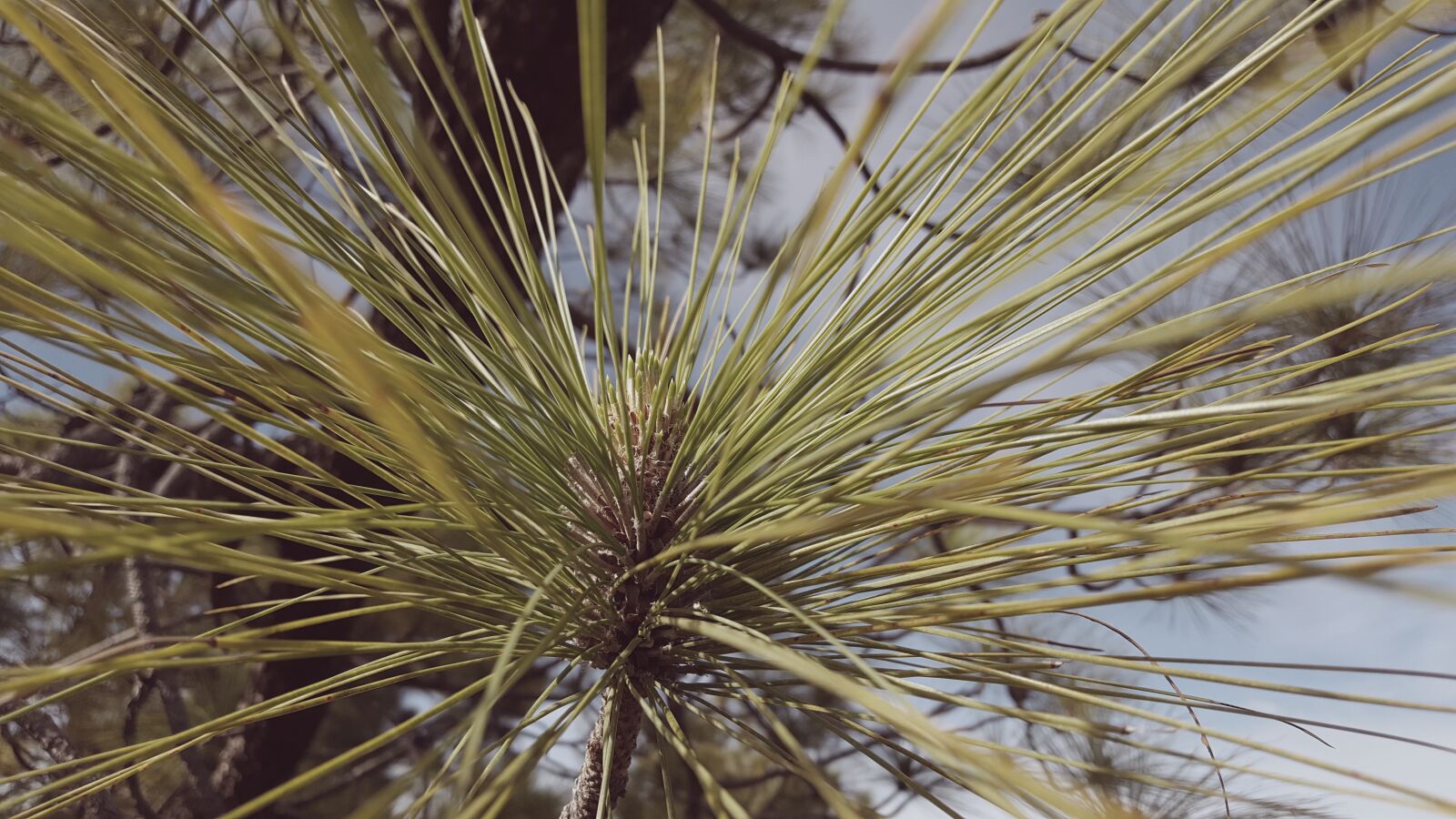 Samsung Galaxy S6 sample photo. Pine tree, pine forest photography
