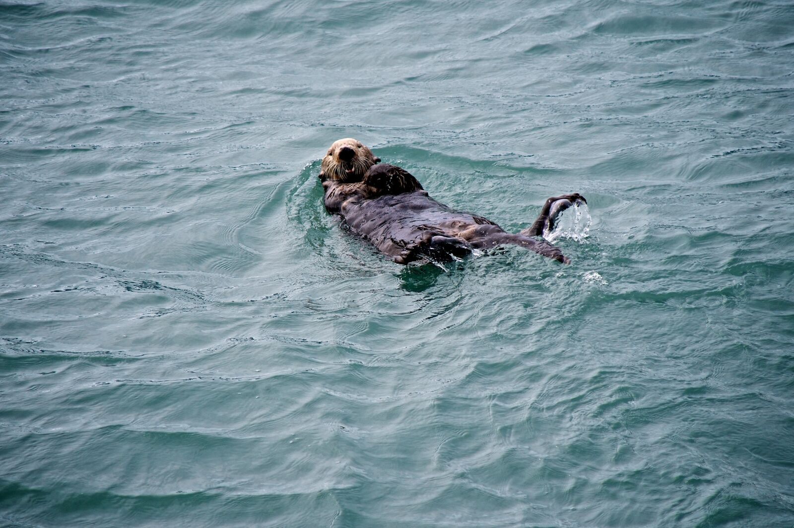 Nikon D300 sample photo. Sea otter, swimming, floating photography