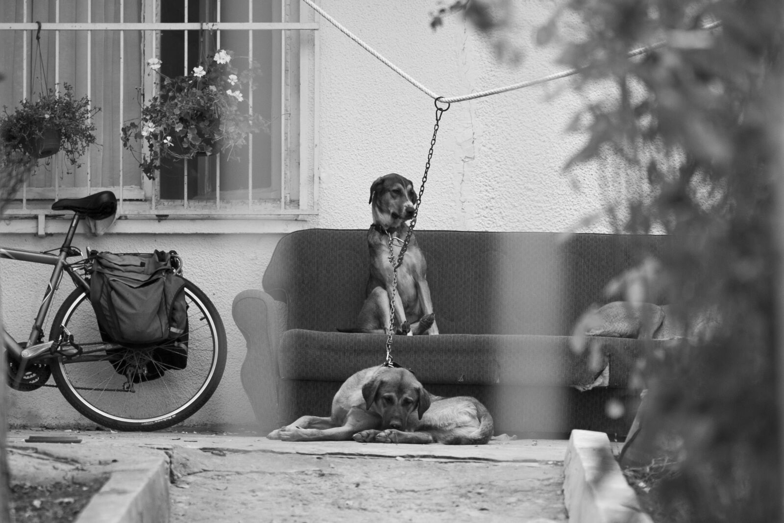 Sony Alpha DSLR-A850 sample photo. Dogs, home, innocent photography