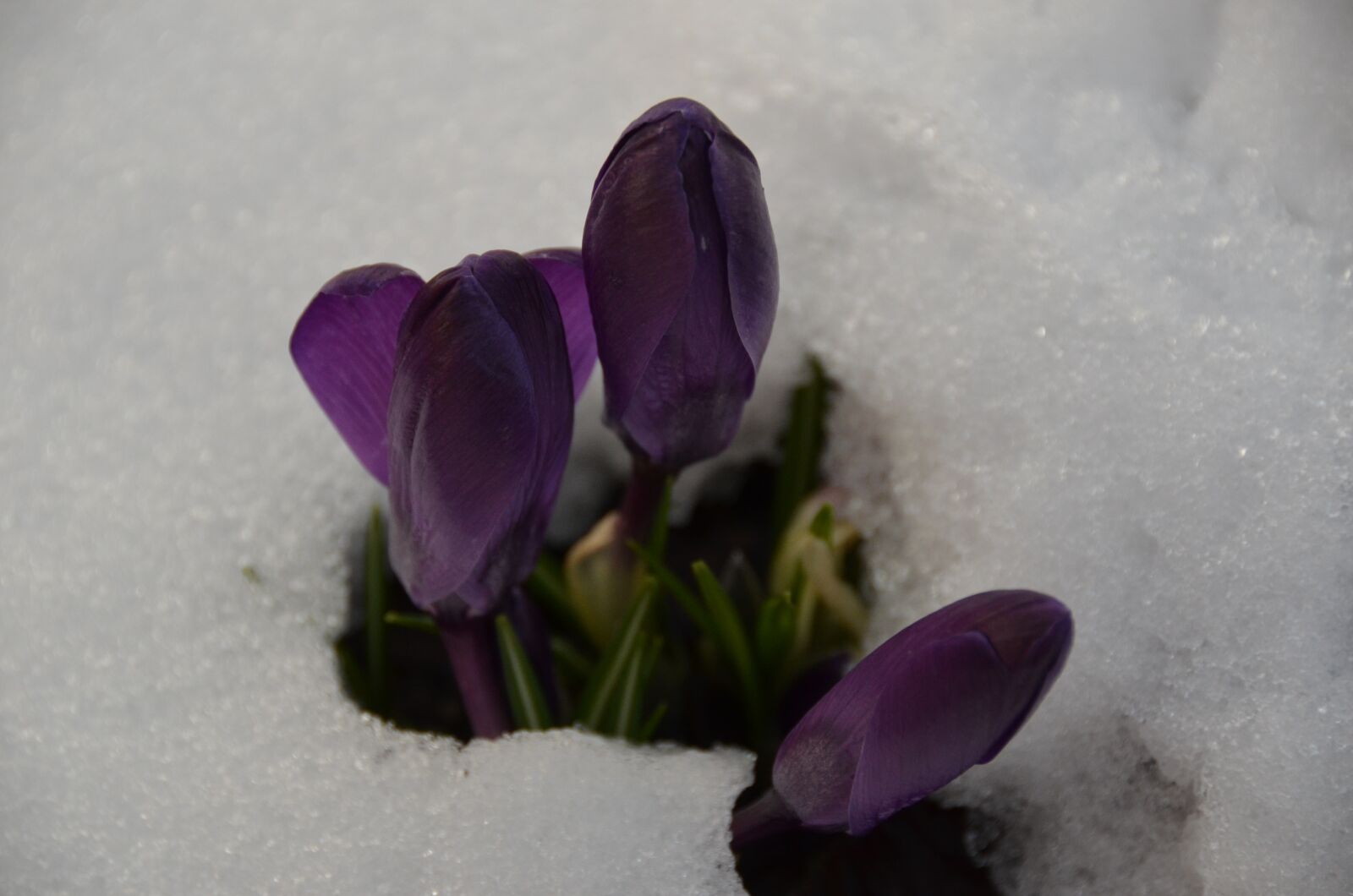 Nikon D7000 sample photo. Crocus, winter, snow photography