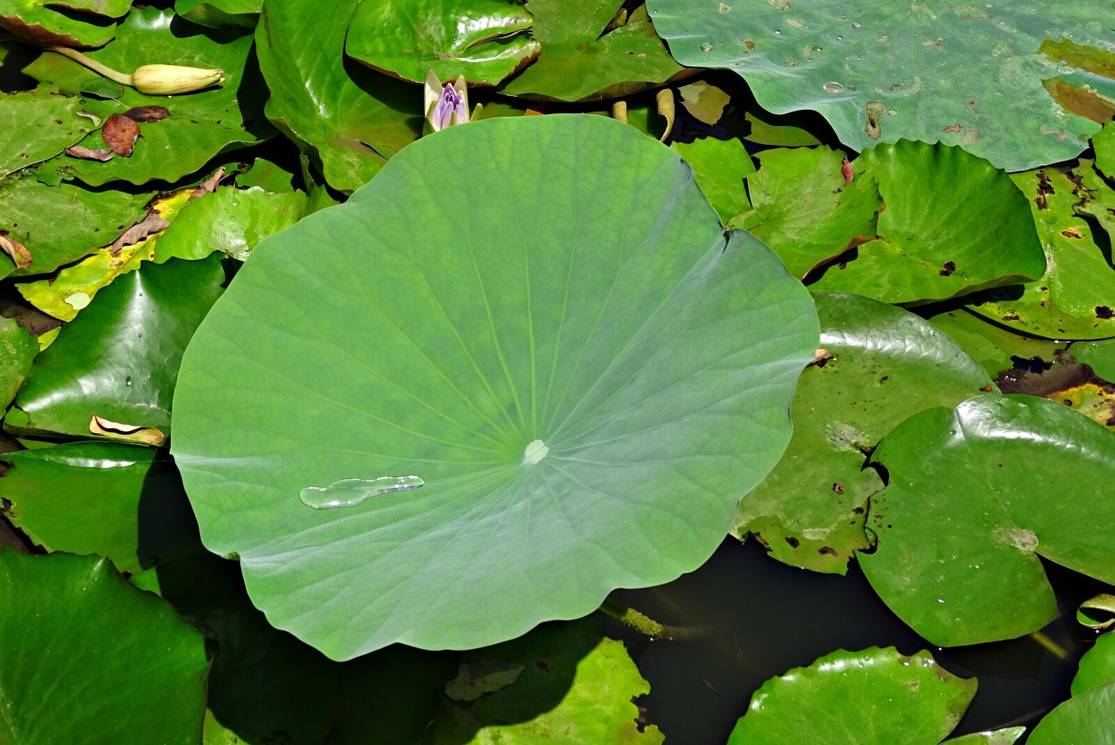 Sony DSC-HX60V sample photo. Lotus leaf, water drop photography