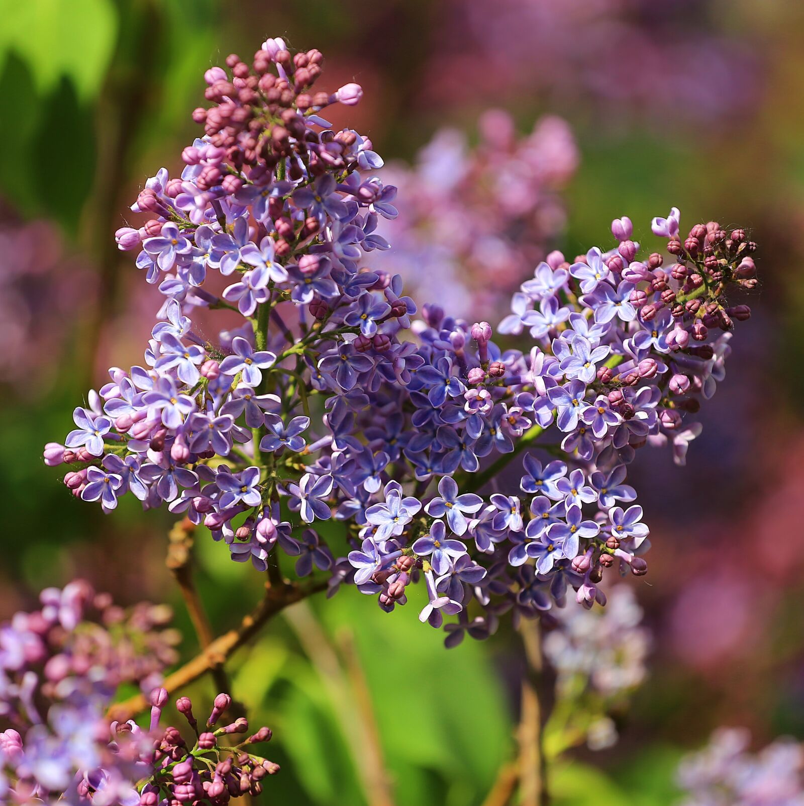 Canon EOS 6D + Canon EF 70-200mm F4L USM sample photo. Lilac, flower, spring photography