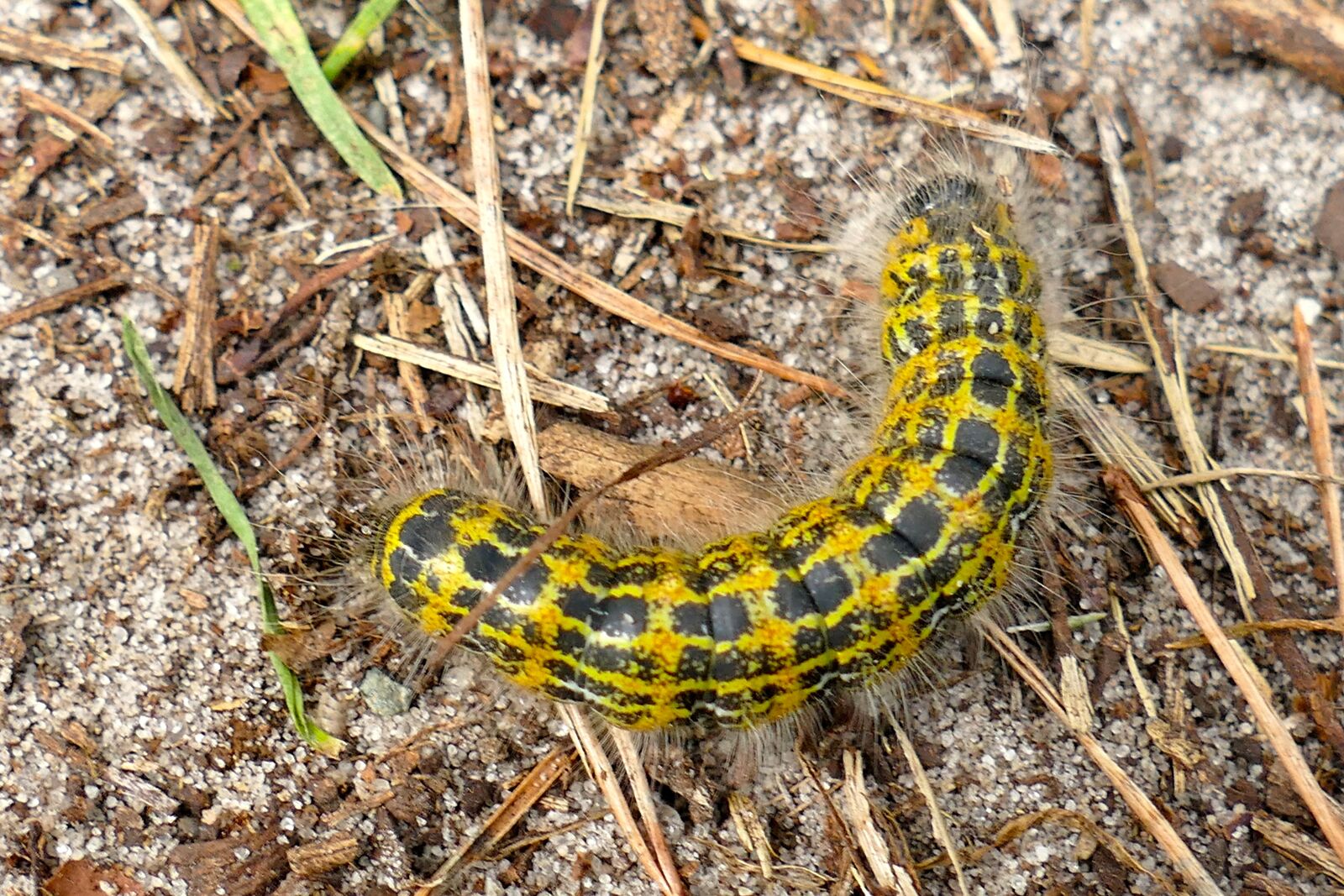 Panasonic Lumix DMC-FZ1000 sample photo. Macro, animal, caterpillar photography
